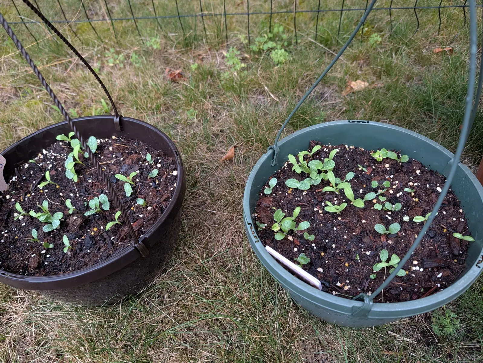 Two baskets broadcast-sown and set down on rough grass on 28 July, forty-odd seedlings between them scattered unevenly with bare patches, every seed leaf beaded from the rain that has just gone through, and a rusted steel rod leaning across one.