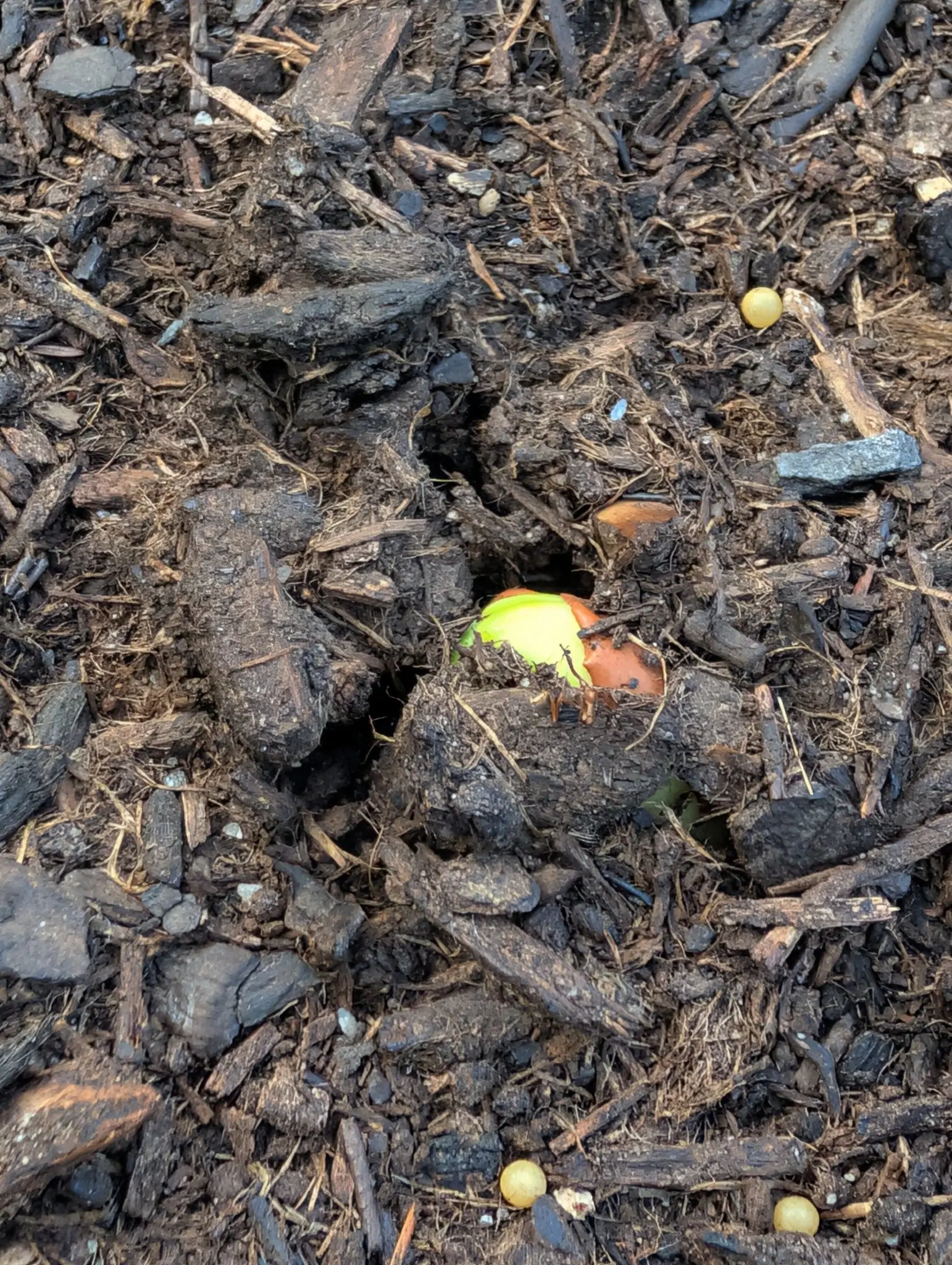 A seed coming apart on 28 July, its glossy orange-tan coat split and peeled back off a thick folded mass of yellow-green seed leaf still half sheathed inside, a scrap of the coat shed alongside, the whole thing almost glowing against near-black bark.