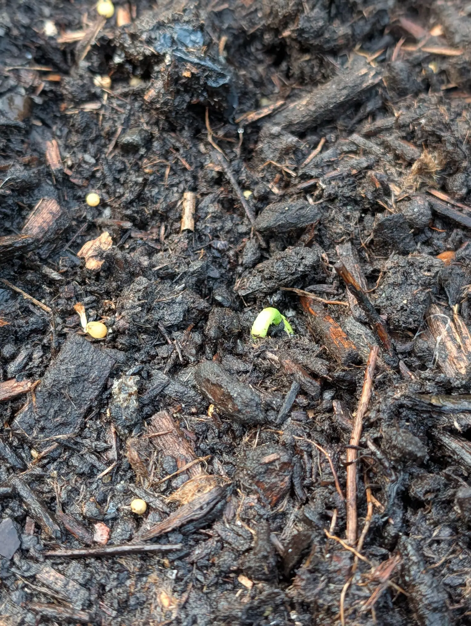 Two things starting on 28 July in wet bark, a thick shoot standing in a tight hook and creamy yellow on the lit face where it turns green over the bend, and beside it a pale seed on the surface with a stout white shoot pushed out of one end, its tip browned.