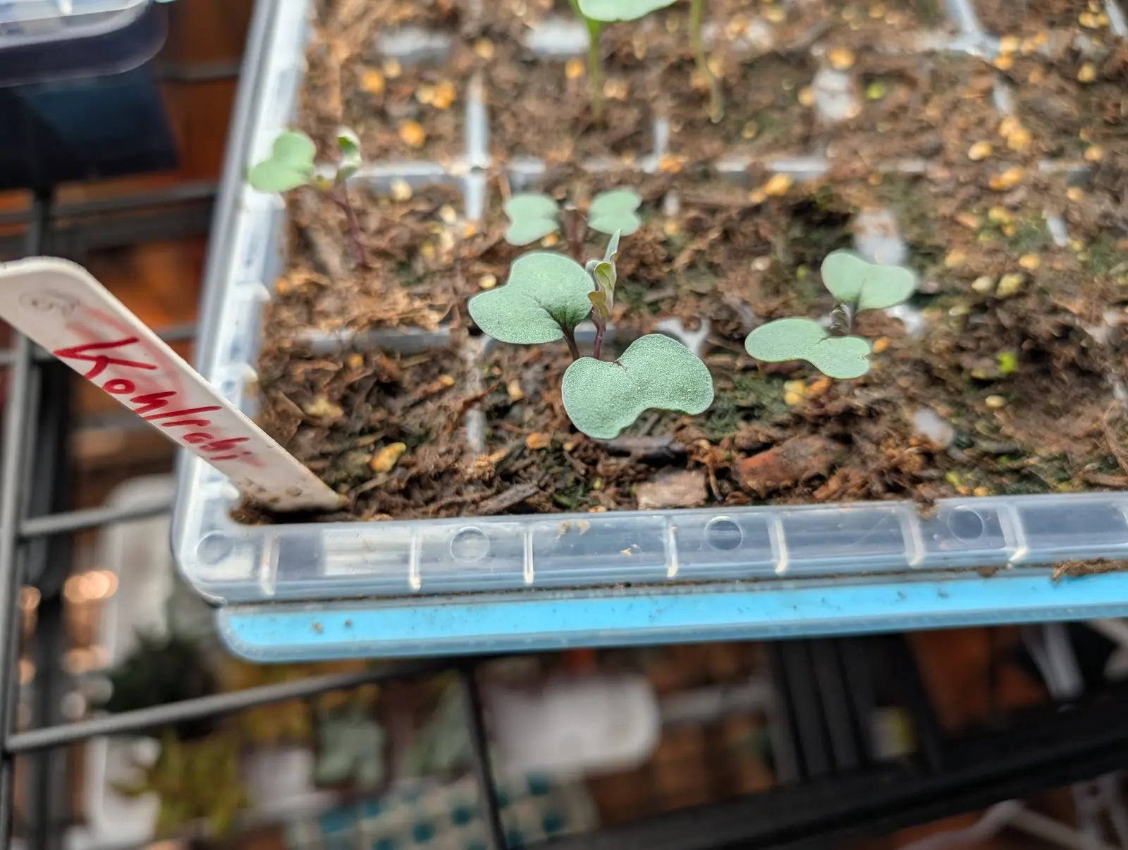 Brassica seedlings on 28 July with the first true leaf just unfurling on the biggest of them, and it comes up deep maroon-purple rather than green between two flat gray-green seed leaves on a stem flushed purple-red, in soft light from the left.
