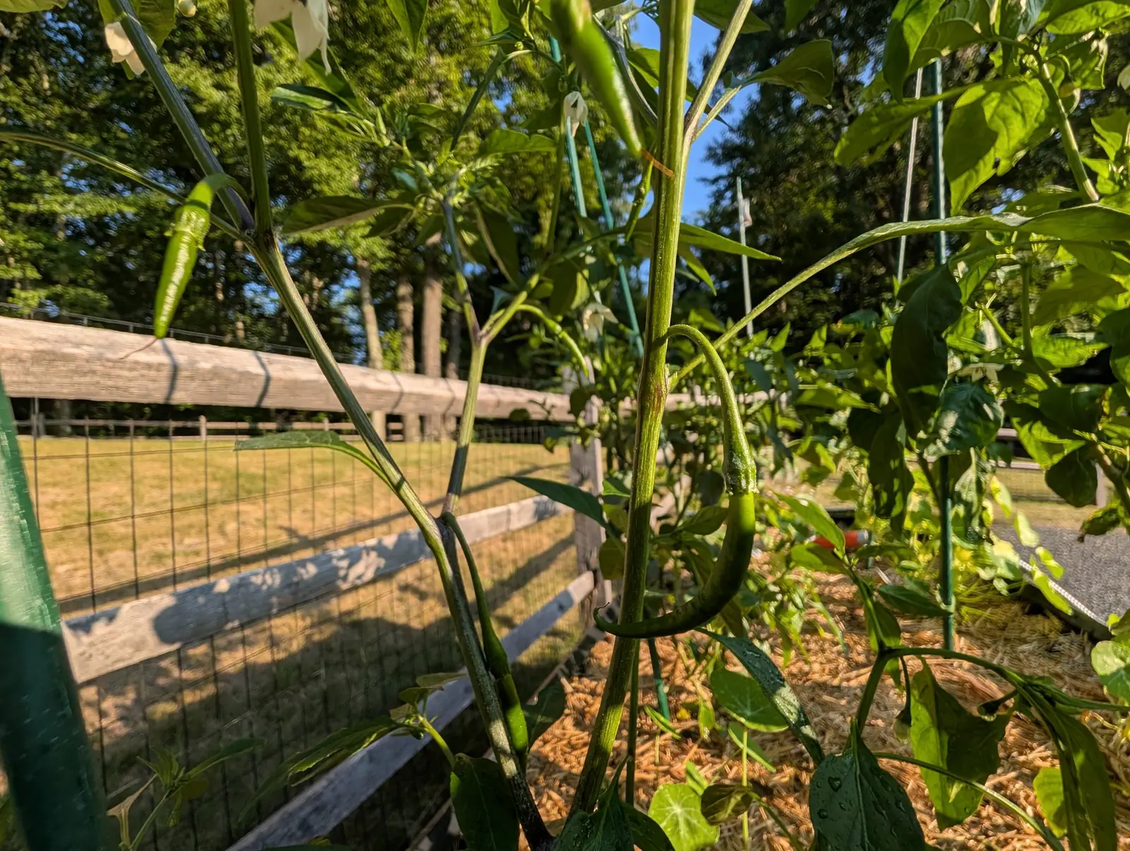 Gong Bao chilies on 28 July, one pod standing stiffly upright and pale while the longer darker one beside it hangs off a pedicel arched into a full hook, small white flowers strung along the branches, shot from down among the stems in low raking sun.