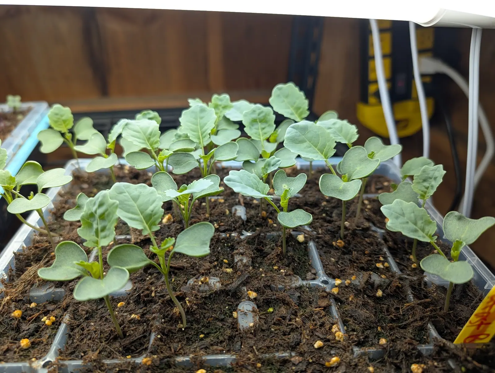 Twenty-five brassicas on 28 July, all at one stage and all under the same dull waxy bloom that flattens the light coming off them, except the newest leaf on each, a tight crinkled tuft of bright green at the growing point, lit from directly above.
