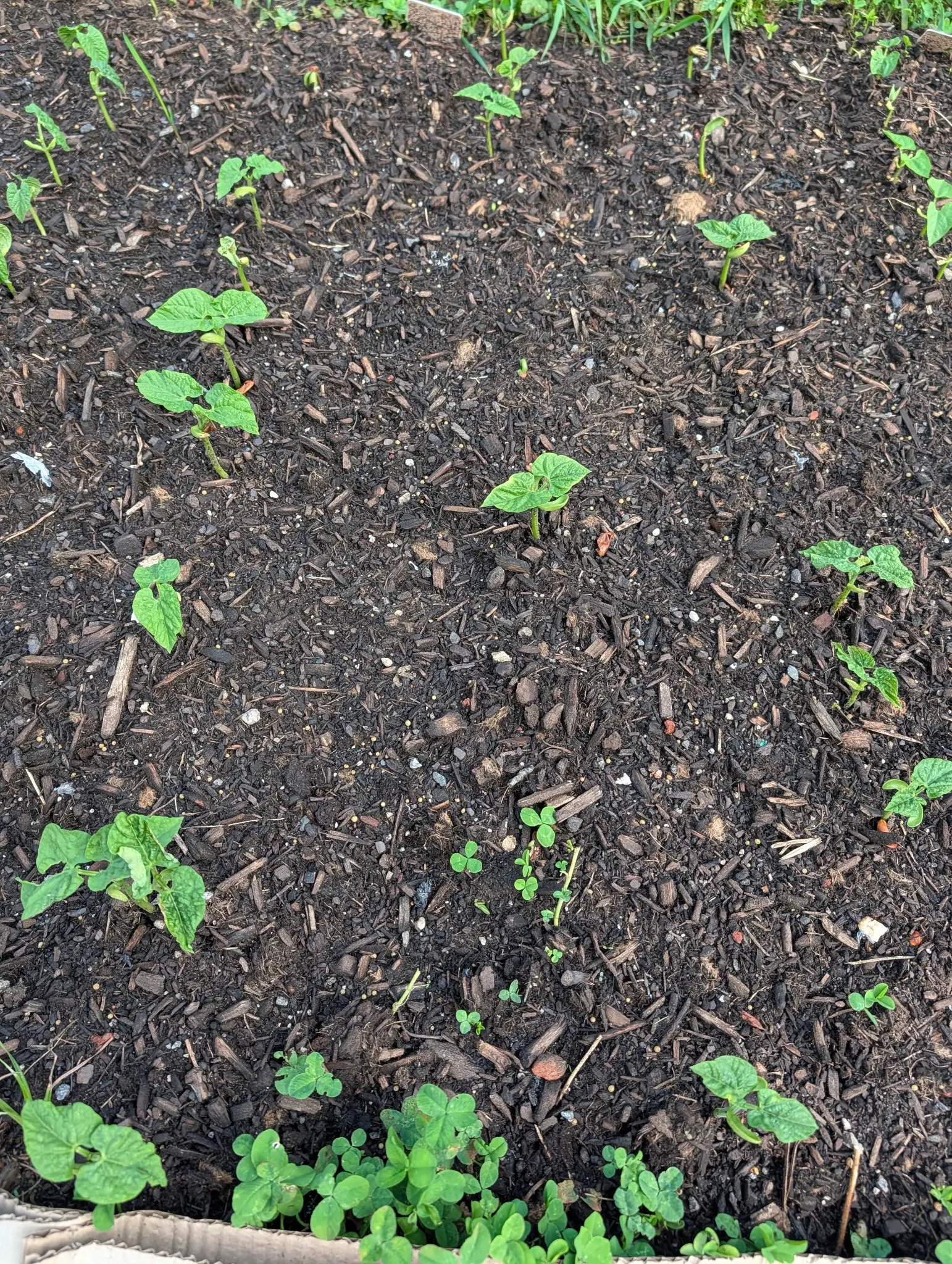 Contender beans on 30 July, a dozen widely spaced with the dried cotyledon scales still clinging at the node under each pair of puckered heart-shaped leaves and a new shoot already rising between them, clover pushing in along both edges under flat cloud.