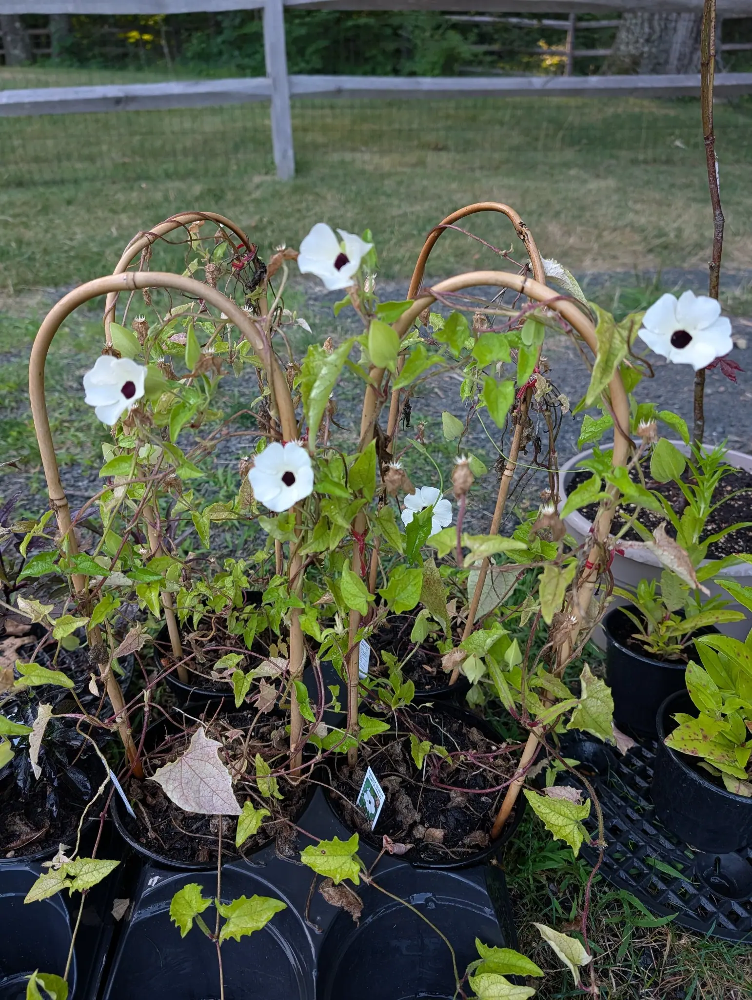 Sunny Susy White Halo thunbergia on 30 July, flat white corollas each sunk to a funnel of maroon-black at the throat and the spent ones already dried to papery knobs still held on the stems, in late low light with dark woodland on the skyline.