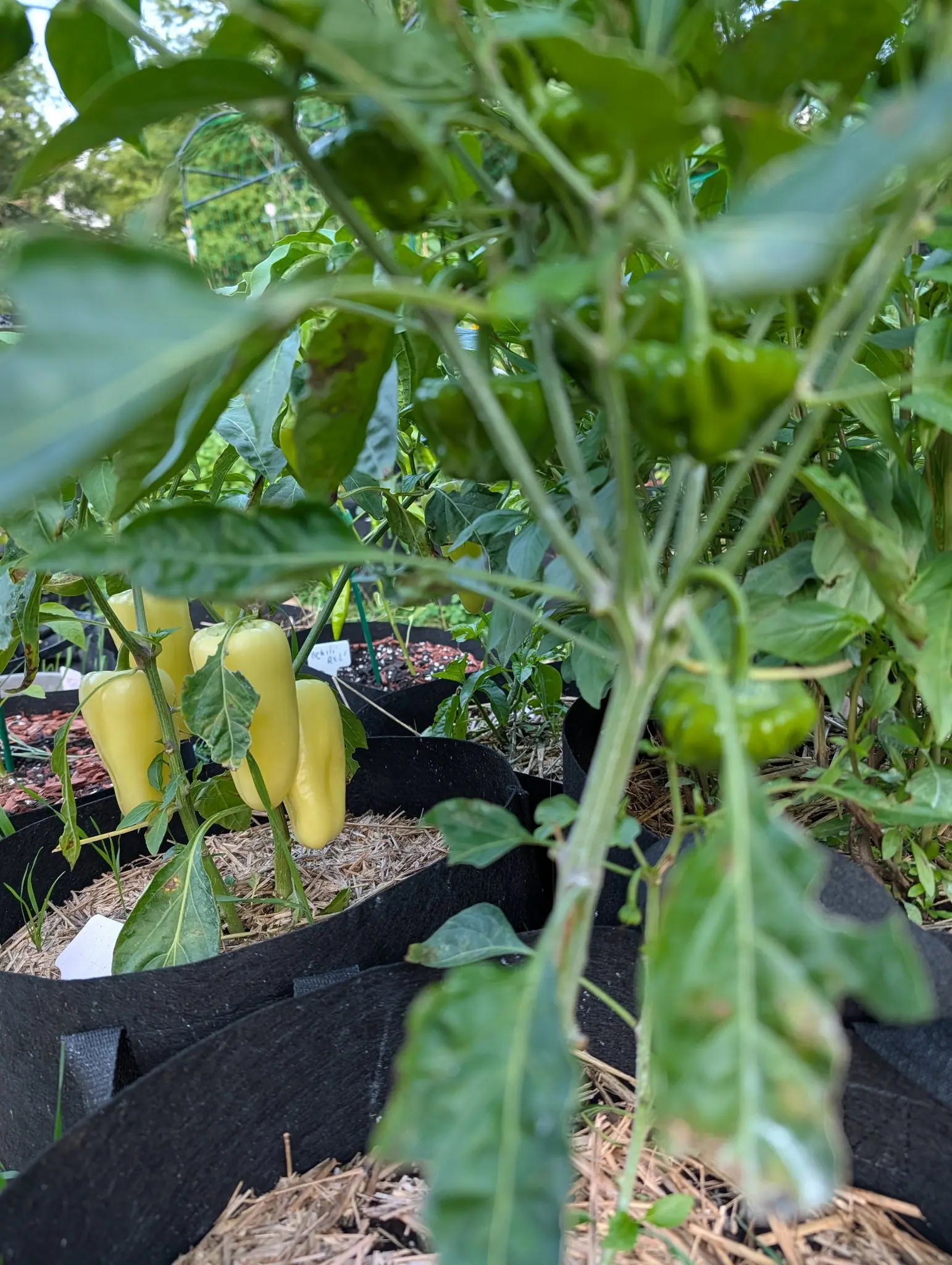 Gatherer's Gold peppers on 30 July, four or five hanging together from one axil and already an even creamy yellow with no green left in them, one creased down its side, a blur of unripe green bell fruit crossing the near foreground in shaded light.