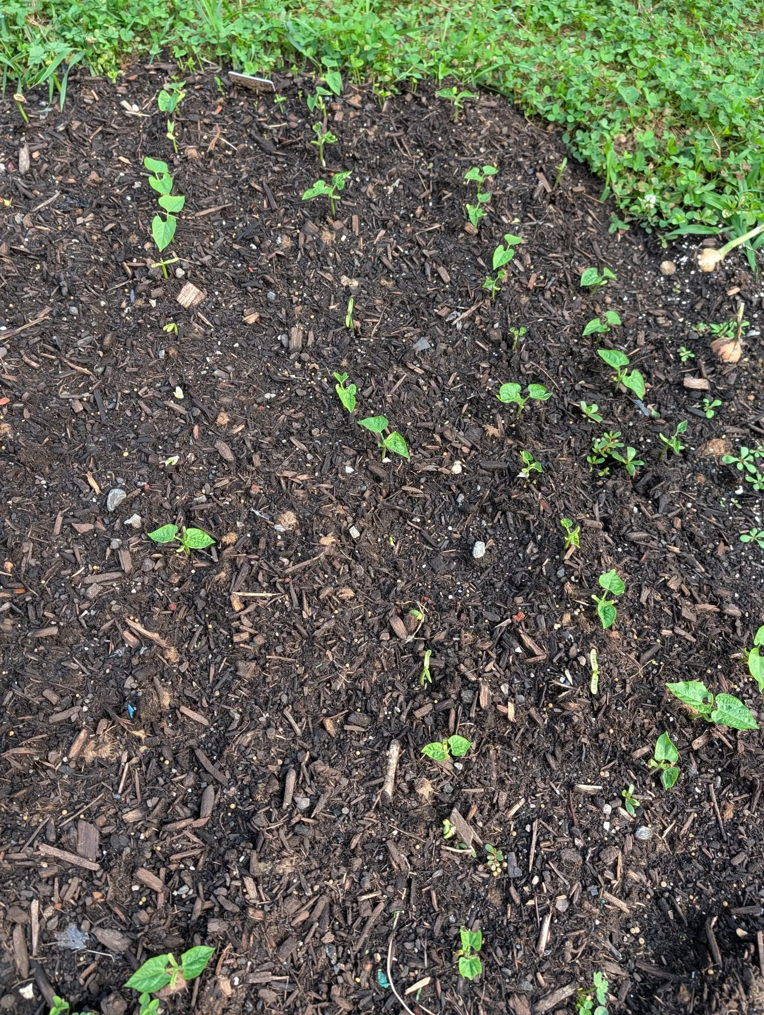 Tavera beans on 30 July, twenty widely spaced and a few already pushing a first trifoliate leaf up between the heart-shaped pair while half a dozen more are still folded shut in the crook, the soil evenly damp under flat shadowless cloud.