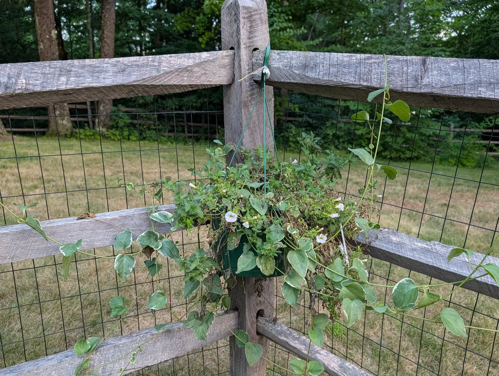 A mixed basket half spent on 30 July, its white funnels dulled among crisped brown leaves while one cream-edged vine runs the length of two rails in both directions and hangs below the bottom one, a sunburnt field going back to woodland behind.
