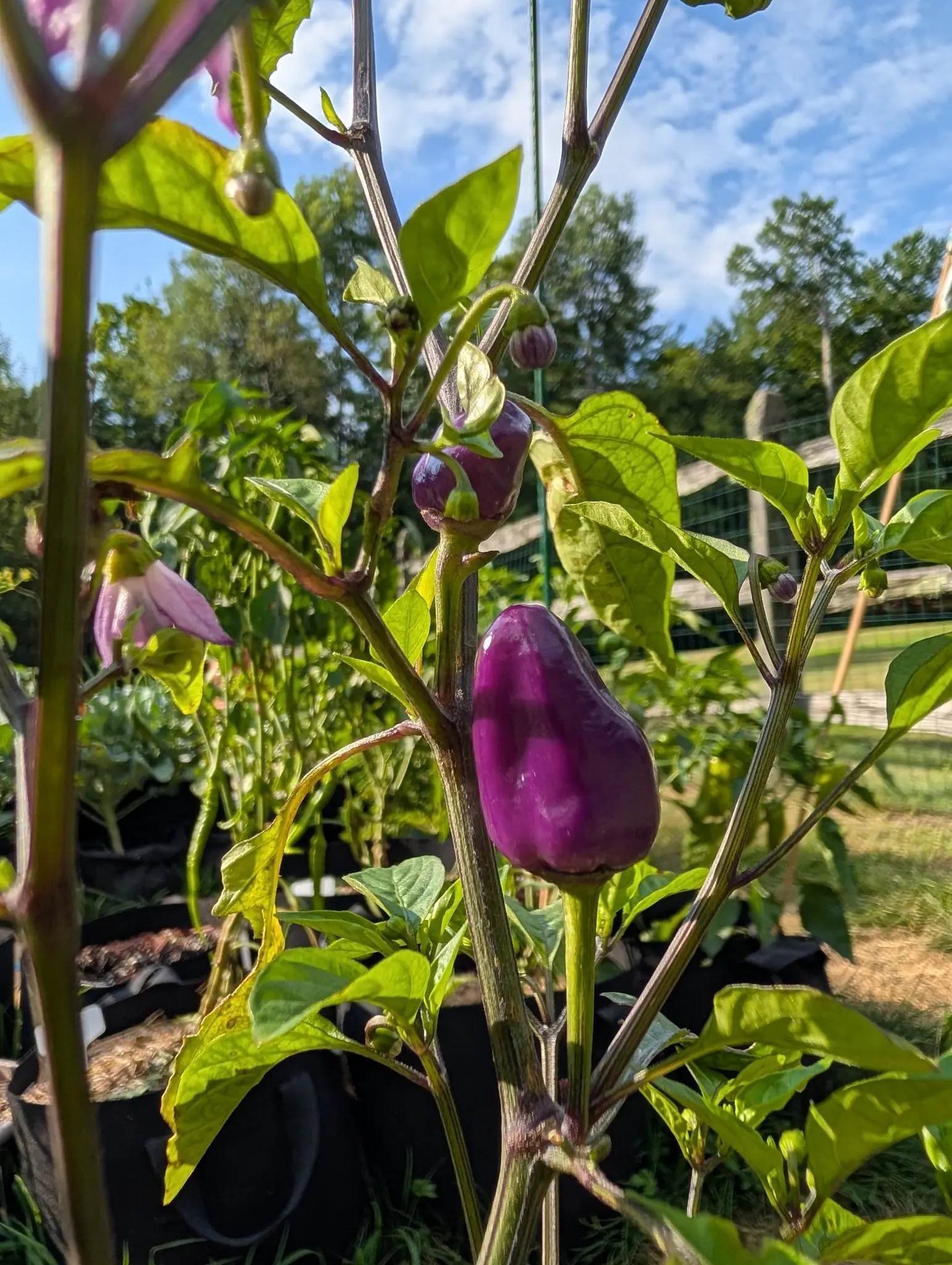 A Chinese 5-Color chili on 30 July standing bolt upright on its stalk instead of hanging, glossy magenta-purple with a four-lobed tip, two blacker ones still cupped in their calyces above it and a mauve flower out of focus alongside, in hard morning sun.