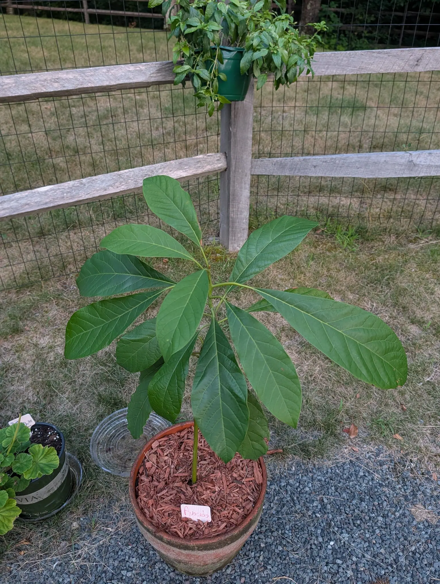 A single-stemmed sapling on 30 July, one unbranched stem scarred all the way up where its lower leaves went and carrying fourteen at the top in a drooping wheel, each leaf matte and entire with ten pairs of veins curving to the margin, over browned grass.