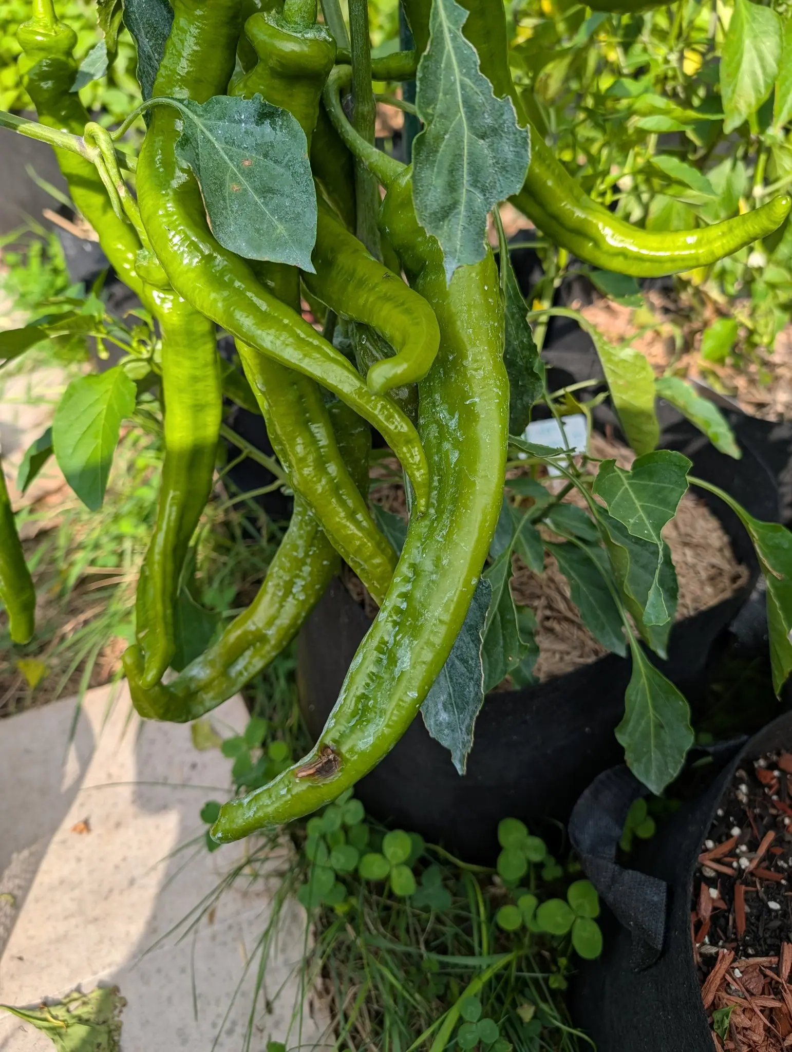 Ristra Cayenne II chilies on 30 July, a dozen slender pods kinked into loose S-shapes with the July kaolin still on them in hard-edged runs exactly where the droplets dried, and one leaf above coated pale enough to pass for variegation, in hard midday sun.