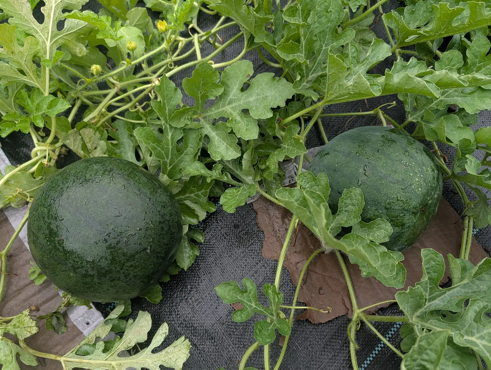 Two Sugar Baby watermelons on 30 July, each set up on a scrap of cardboard to keep it off the ground, both so dark they read almost black and both marked with dried gray rivulets where the water ran off them, under deeply cut gray-green leaves.