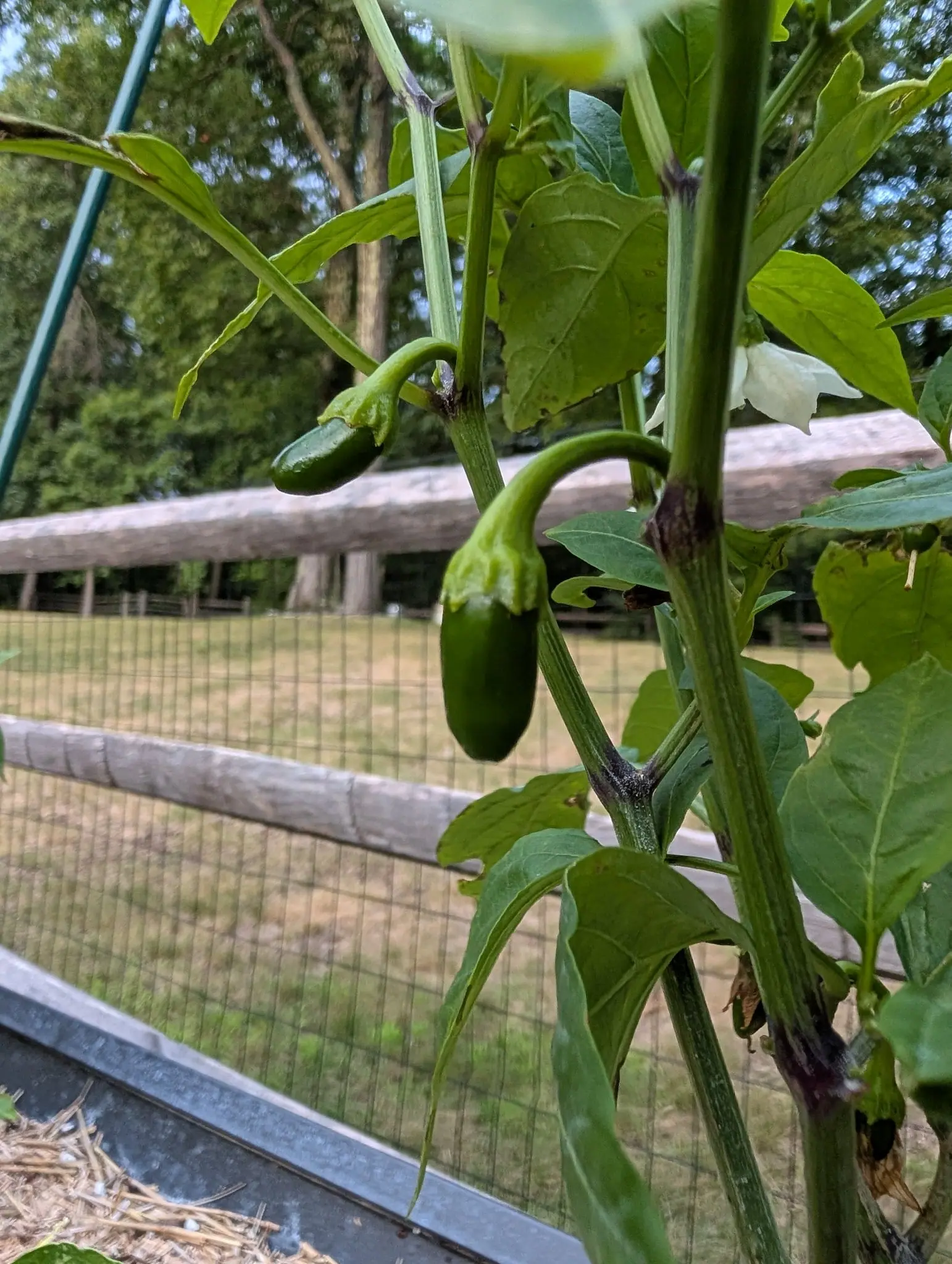 Pumpkin Jalapeno peppers on 30 July, two short blunt pods hanging off sharply hooked stalks under calyx lobes that flare into a collar over each shoulder, the stem behind them knuckled purple-black at every node, dry pasture going soft beyond.