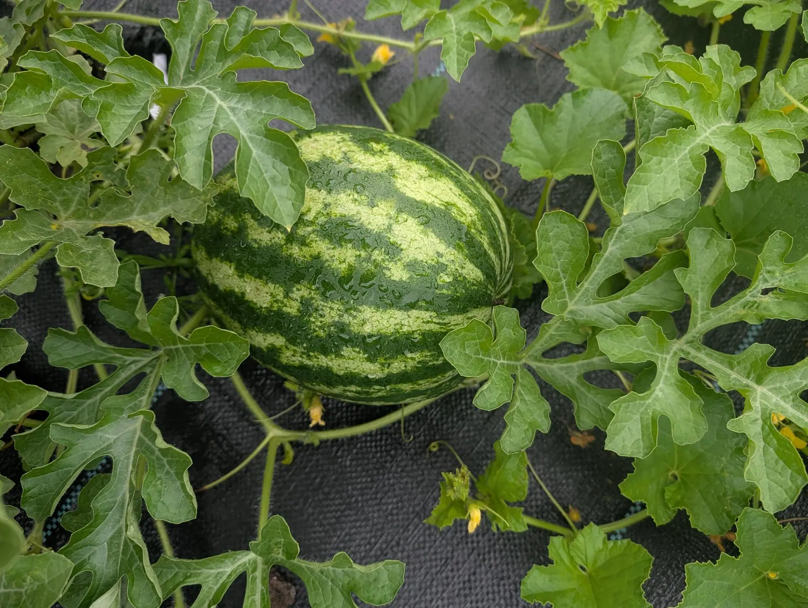 A Crimson Sweet watermelon on 30 July, banded end to end in dark blue-green and mottled yellow-green, with the rain still standing on it as separate round beads rather than a film because the rind is waxy, and the dried flower yet on its blossom end.