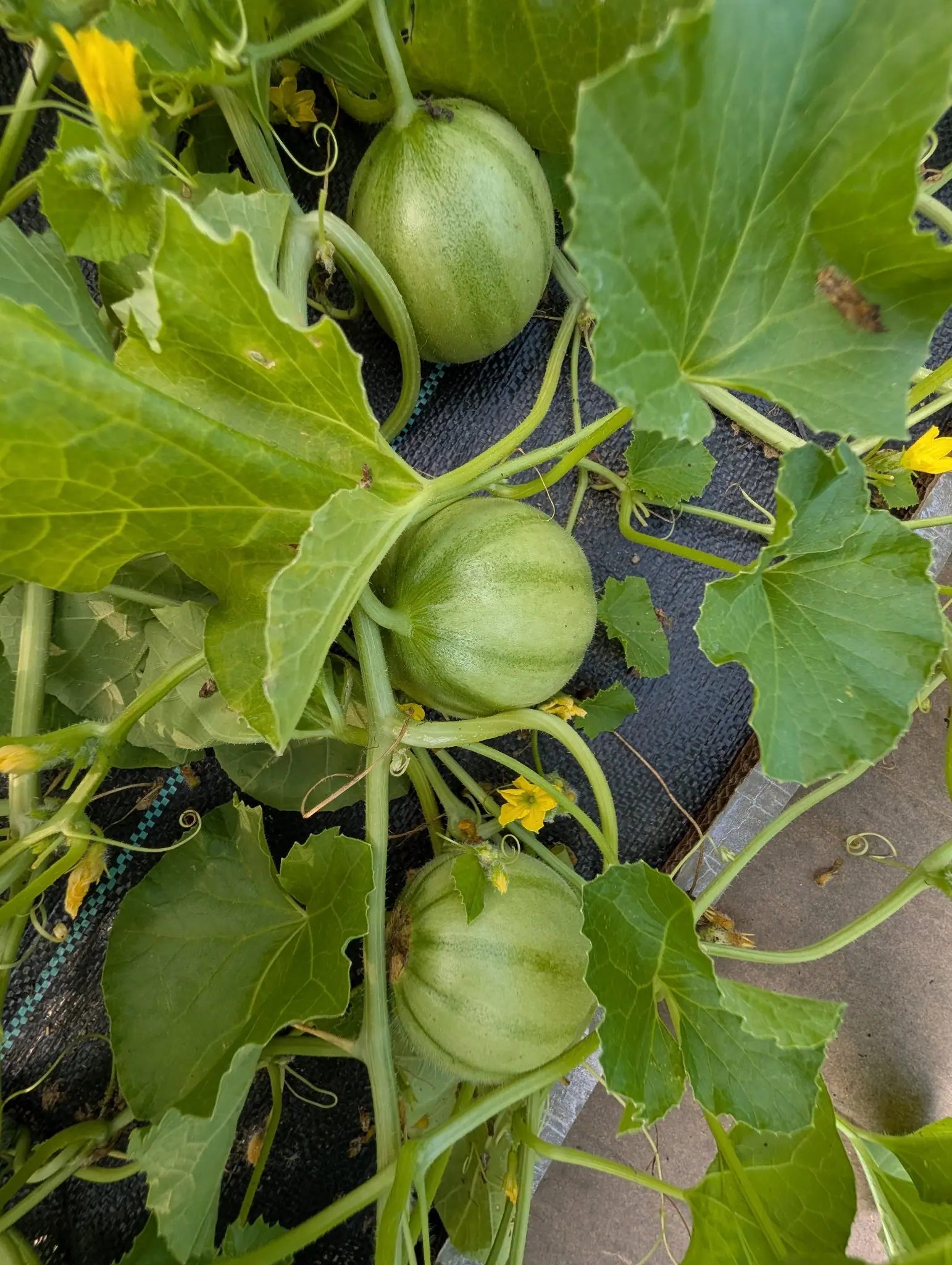 Three young melons set along one runner on 30 July, each still an even pale gray-green with faint shading bands running stem to blossom end and no netting anywhere yet, their soft hair catching the light along the silhouette in flat cloud.