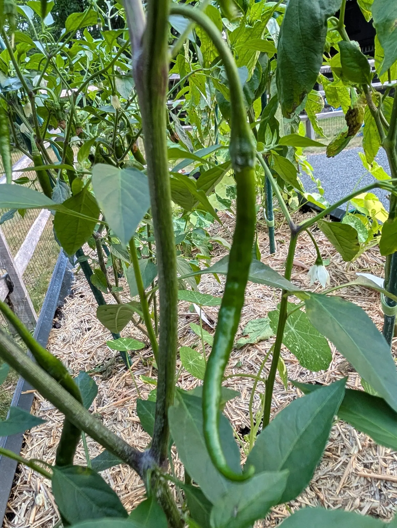A Gong Bao chili on 30 July curved into a shallow sickle, glossy dark green with a highlight down one flank, and hanging beside it the same pod blackened and shrunk dry, with nasturtium leaves creeping across the bed floor in hard sun.