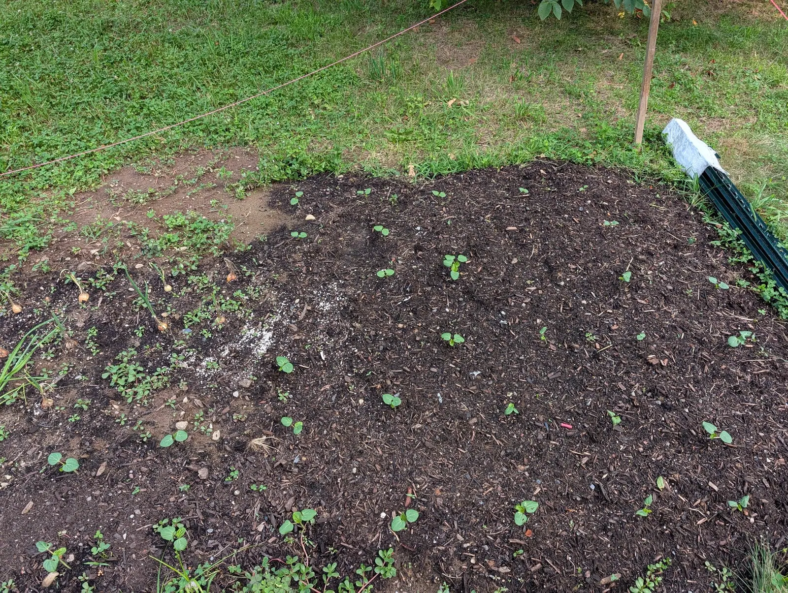 Twenty seedlings on 30 July at roughly even spacing, most still on a pair of rounded kidney leaves and a few pushing a crumpled new one at the center, volunteer clover between them and a taut orange string line stretched across the grass beyond.
