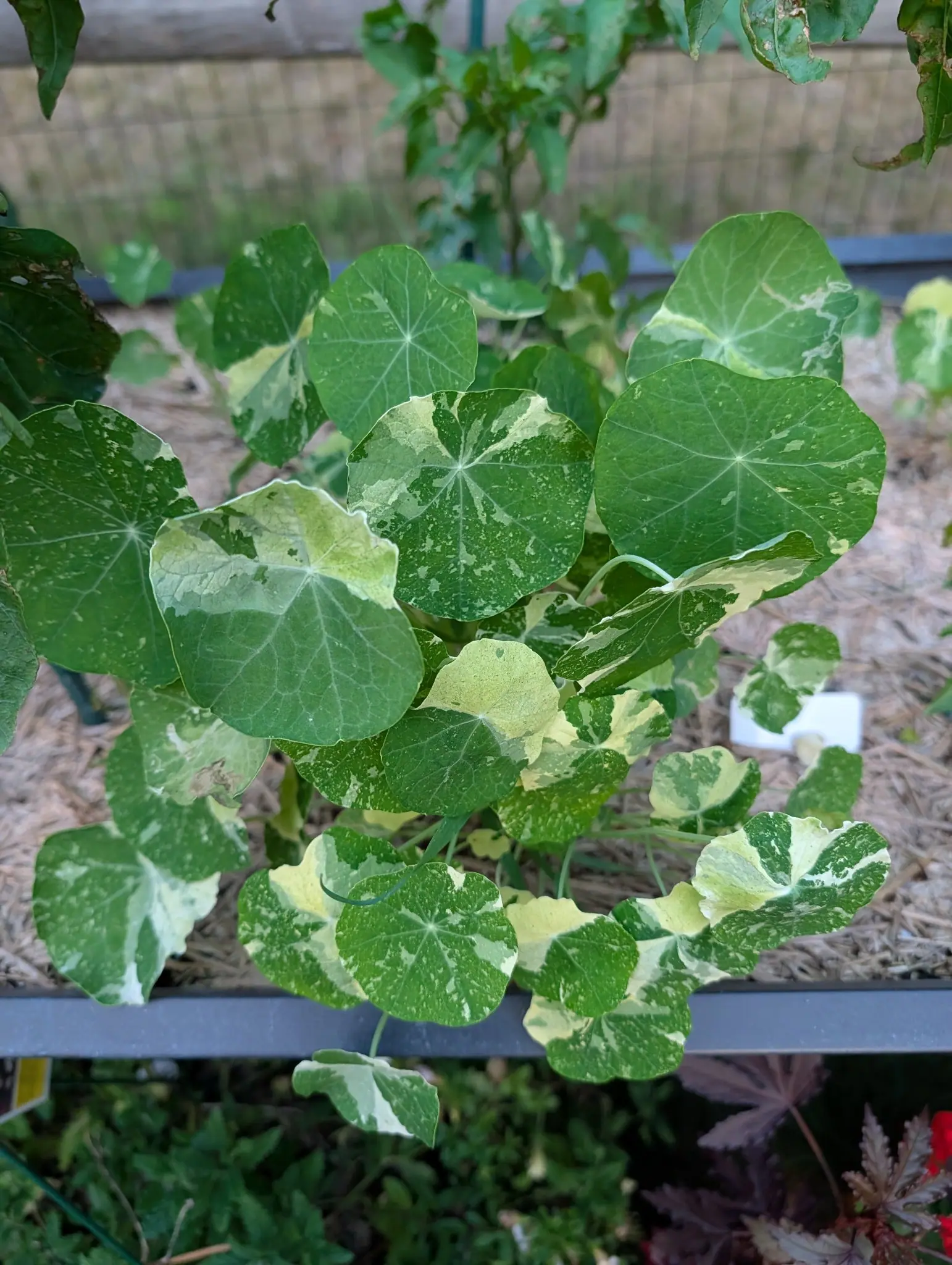 Variegated nasturtiums on 30 July, twenty-five round leaves each hung from its stalk at the middle so the veins spoke out like a parasol, the cream running out along those sectors to hard edges, two gone almost wholly pale, and not a flower open.