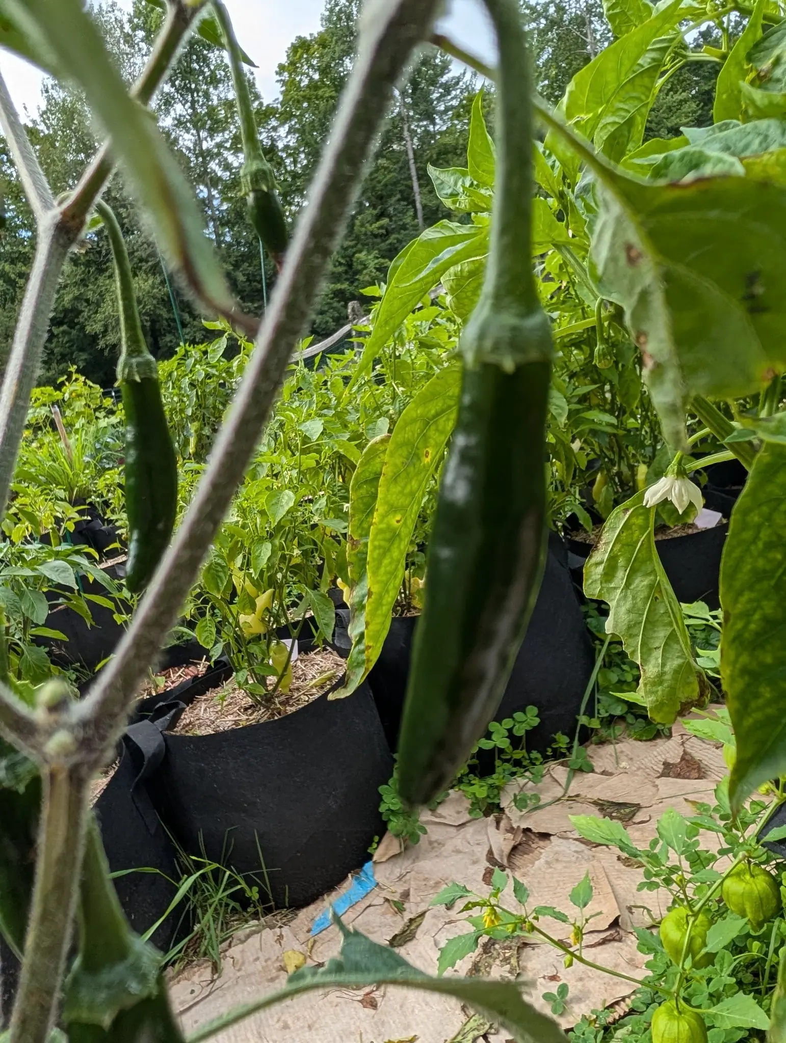 A Kori Sitakame pepper on 30 July, a single blunt-ended cylinder of dark green hanging off stems that are smooth and ridged where they are sharp, and crossing the top of the frame nearer stems too far out of focus to read as either hairy or bare.
