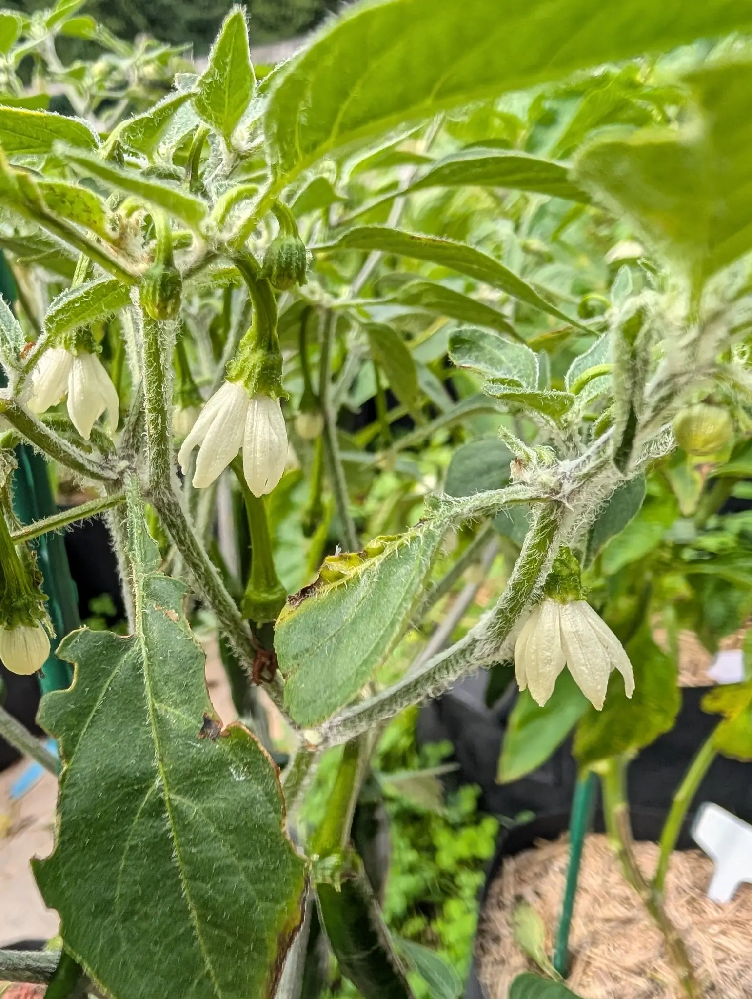 A plant felted white all over on 30 July, every stem, stalk and calyx under a mat of long tangled hair thick enough to read as wool, with half a dozen ivory flowers nodding face-down on woolly stalks and not one fruit anywhere in the frame.