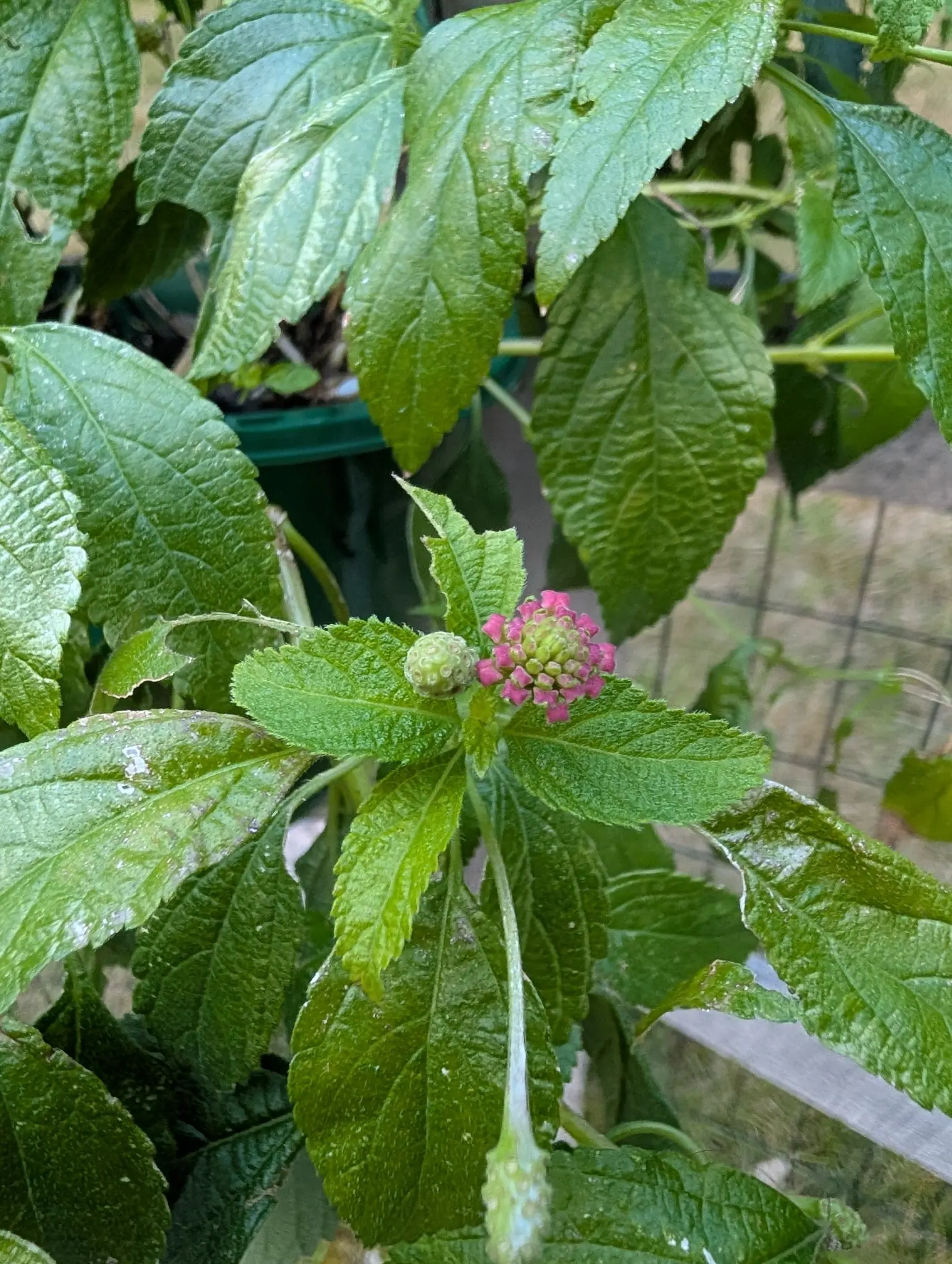 A lantana head opening on 30 July from the outside in, the outer rings already bright magenta while the middle is still green-yellow bud, a second head beside it wholly shut, and chalky splash marks dried into the pits of the sandpapery leaves.