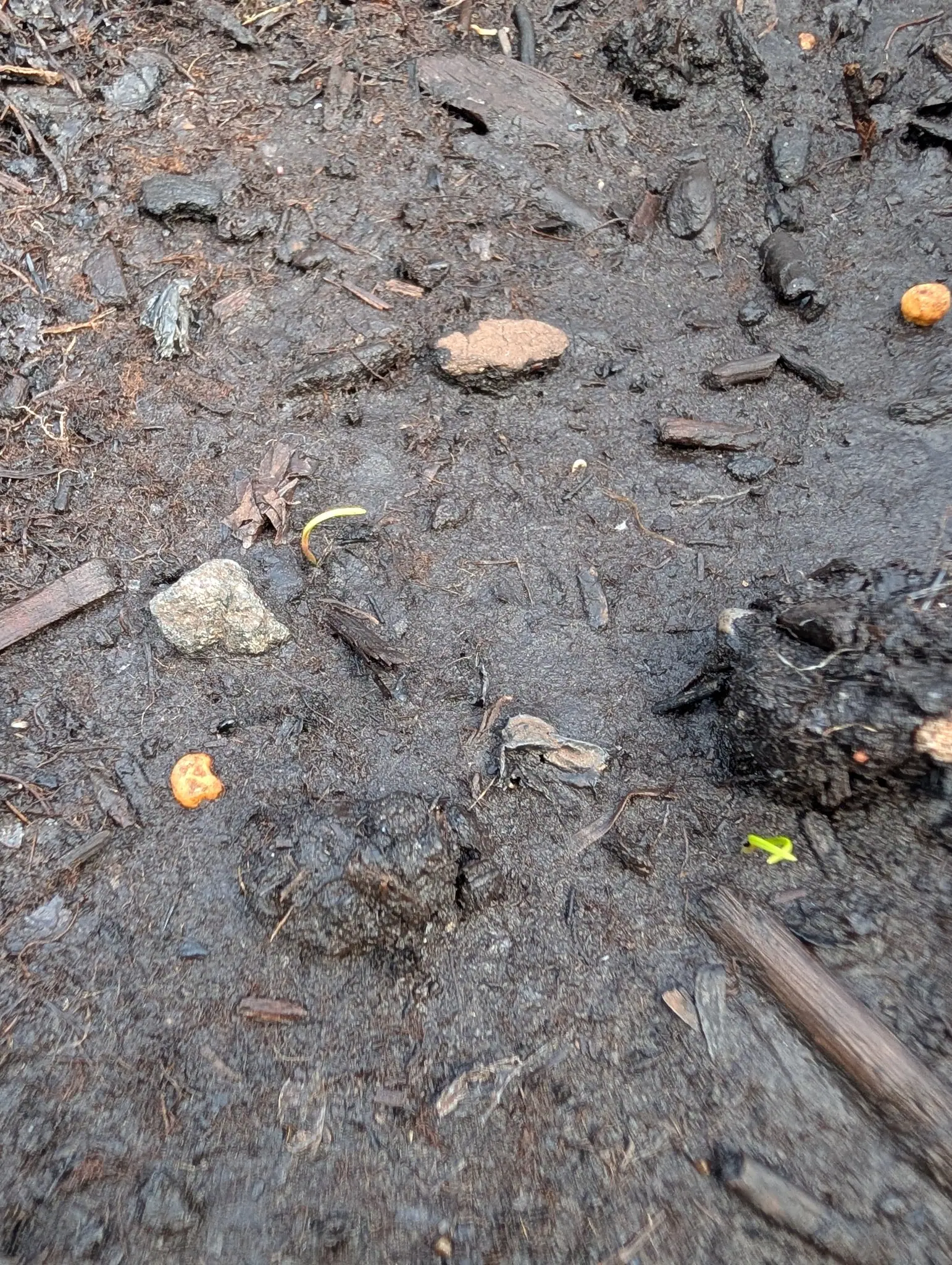 Two seedlings caught at the moment of emergence on 30 July, one still bent double as a pale yellow loop with no leaf open, the other a pair of thread-fine straps crossed flat in an X with the seed coat at their base, on wet glistening near-black soil.