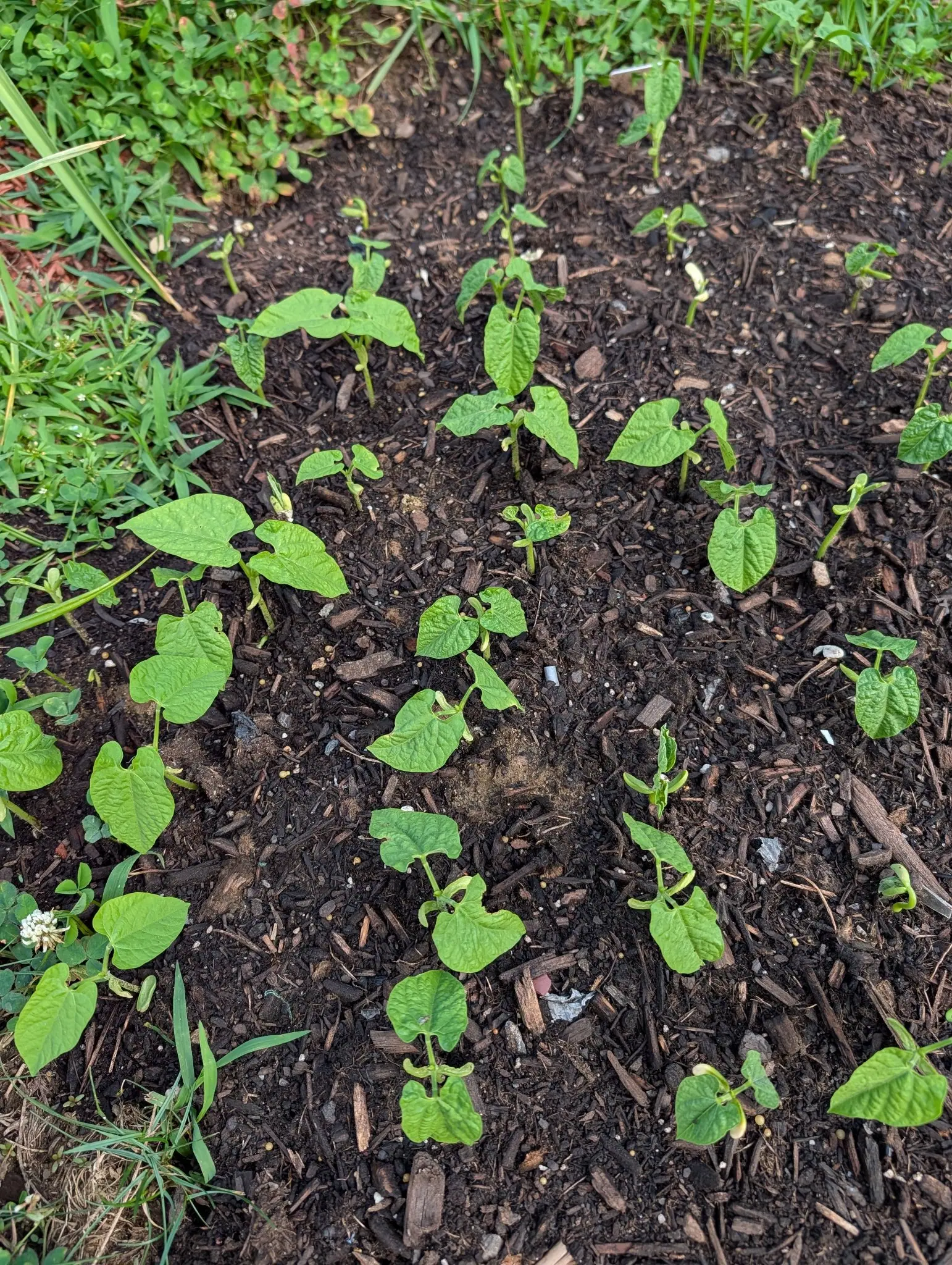 Gold Rush beans on 30 July, thirty in rough rows and every leaf puckered and bubbled between its veins, a fleshy cotyledon still folded at each node with the next shoot rising between, and white clover matted right up against the row on the left.