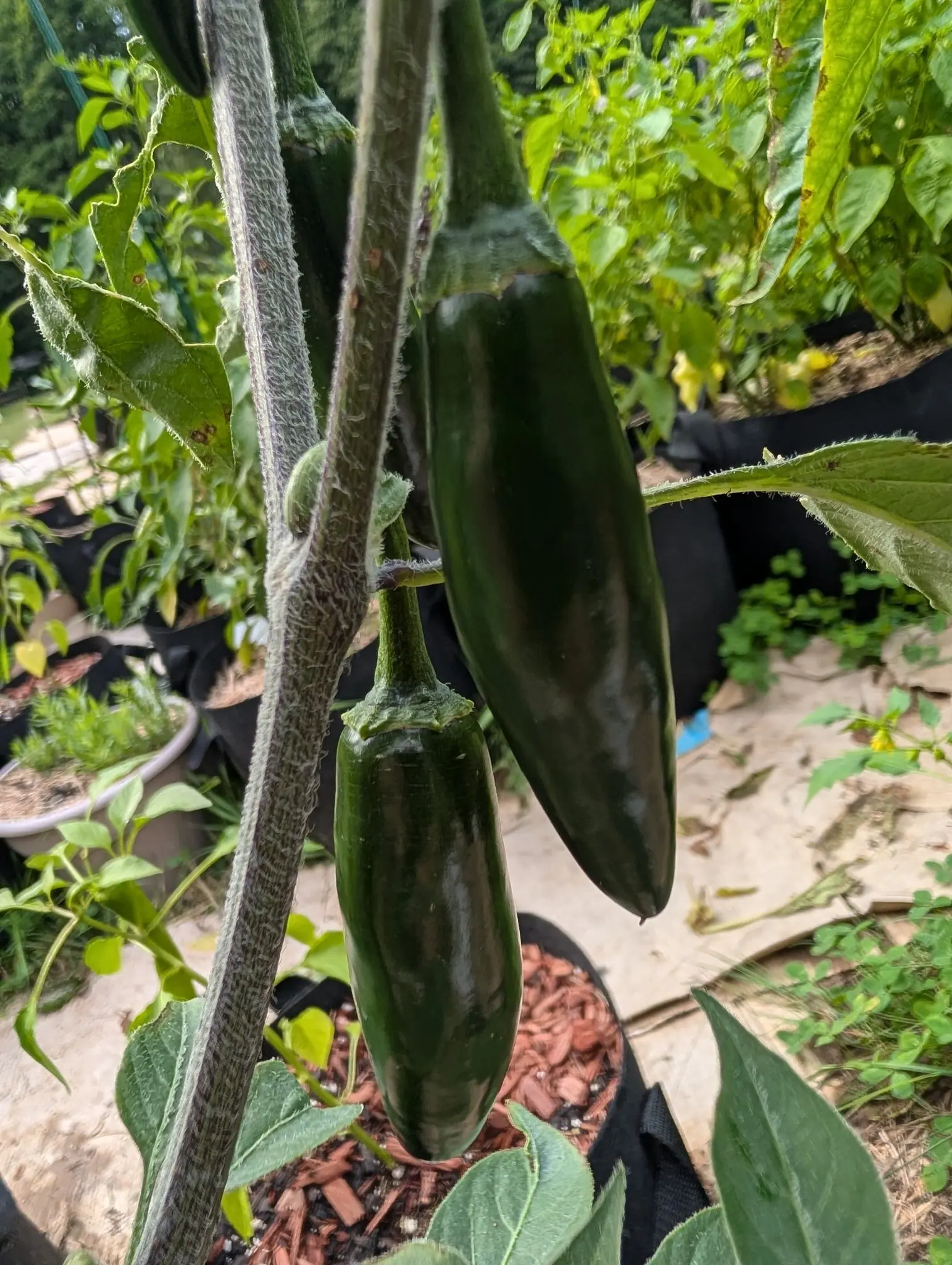 Two Kori Sitakame peppers on 30 July, blunt dark cylinders flecked with small corky pale scars and capped flush by a collar calyx, hanging off main stems that are purple-tinged and matted with tangled white hair, in soft even shade.