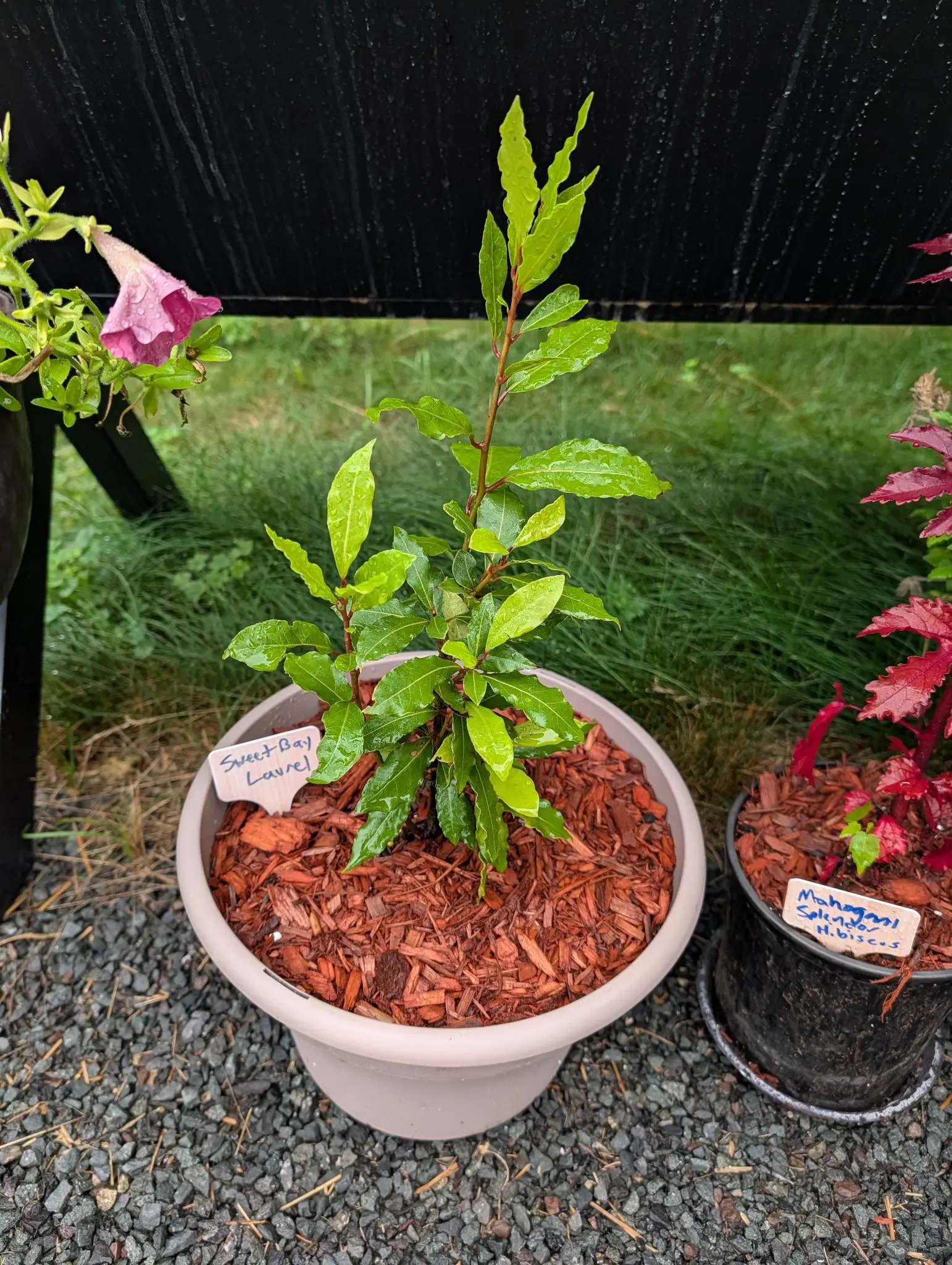 A Sweet Bay laurel on 30 July, every leaf leathery with a crimped undulating edge and a pale yellow midrib, deep green on the old wood and yellow-green at the shoot tips, beaded all over from a shower that has left the black boards behind it streaked.