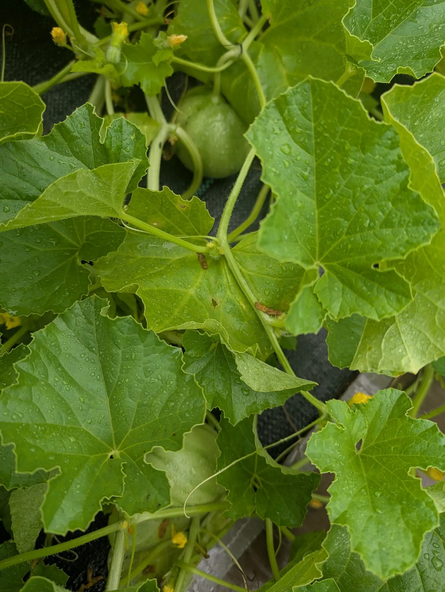 One melon on 30 July, pale and still smooth with no netting begun, cradled deep among its own stems in a vine so rain-soaked that every leaf and tendril is beaded, and one upturned young leaf below it reads as a second fruit until you look.