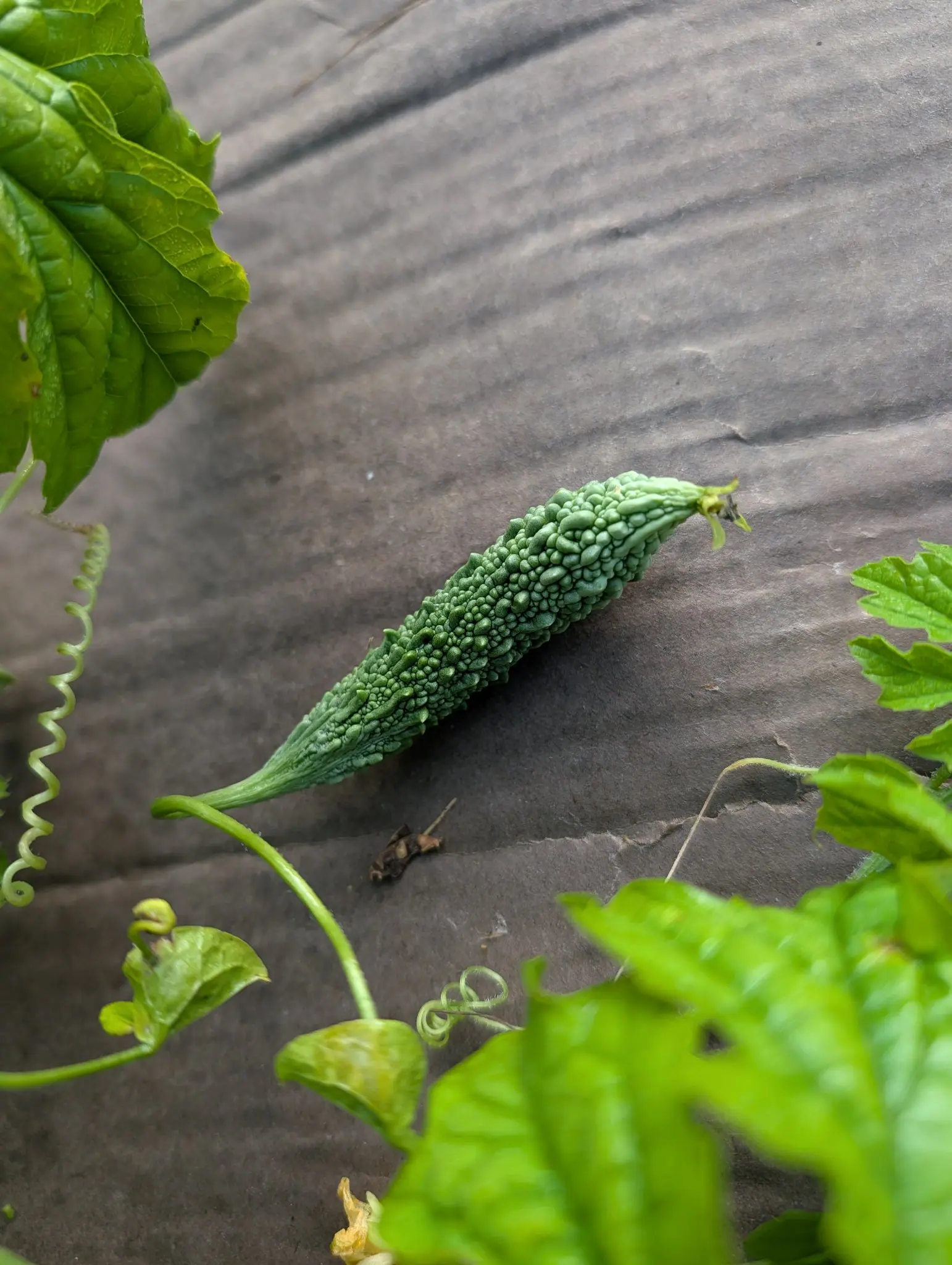 A bitter melon on 31 July, spindle-shaped and pointed at both ends under a mosaic of blistered tubercles drawn out into long irregular ridges, the withered flower still on its tip and its tendrils wound into tight even springs alongside, in flat damp light.