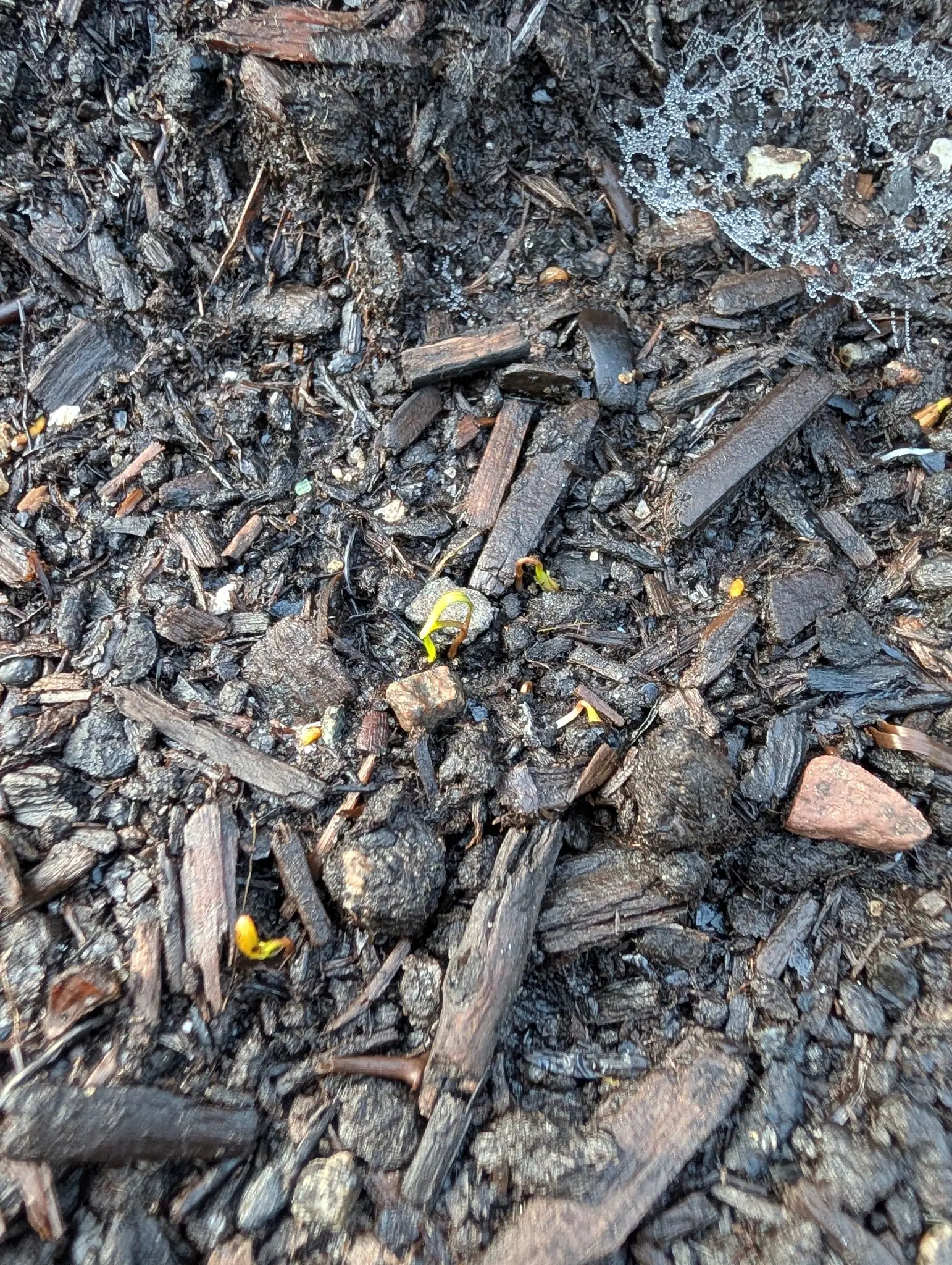 Five seedlings on 31 July still bent double in yellow-green loops with not one leaf open between them, two of them lying flat against a pale stone, and across the corner a spider sheet-web spread over the bark, every strand of it beaded with dew.