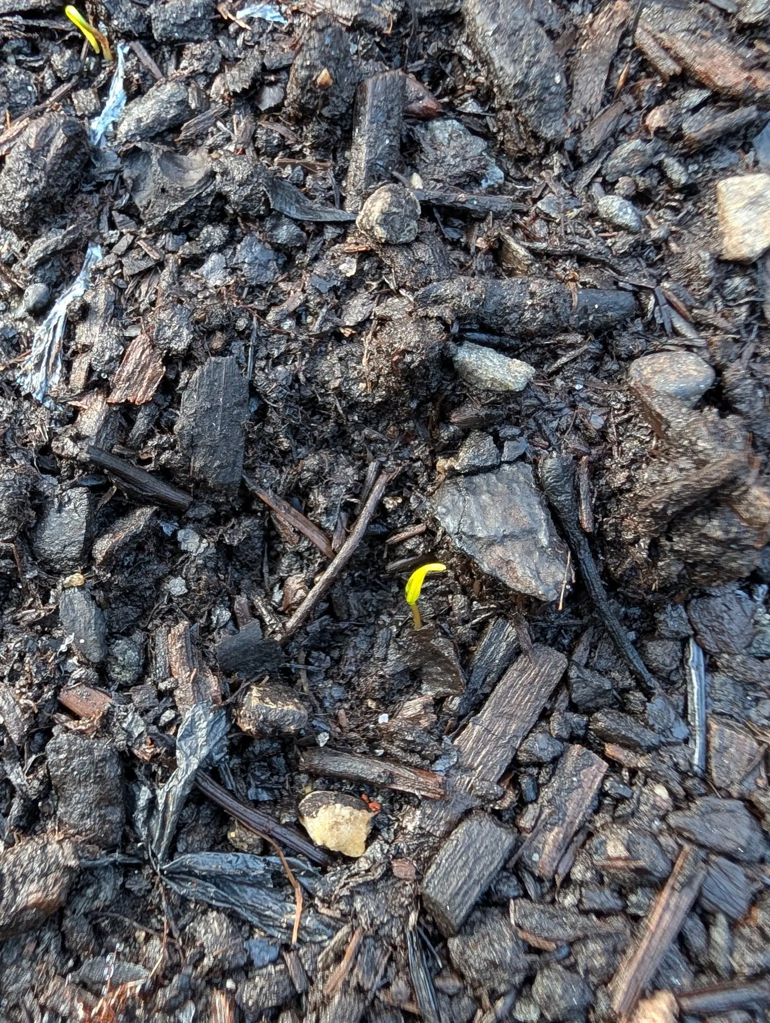 One shoot on 31 July hooked sharply over at the tip with its seed leaves still fused shut, vivid yellow against wet blackened bark, a second smaller arch away in the far corner, and a shred of blue plastic film torn and half buried down one side.