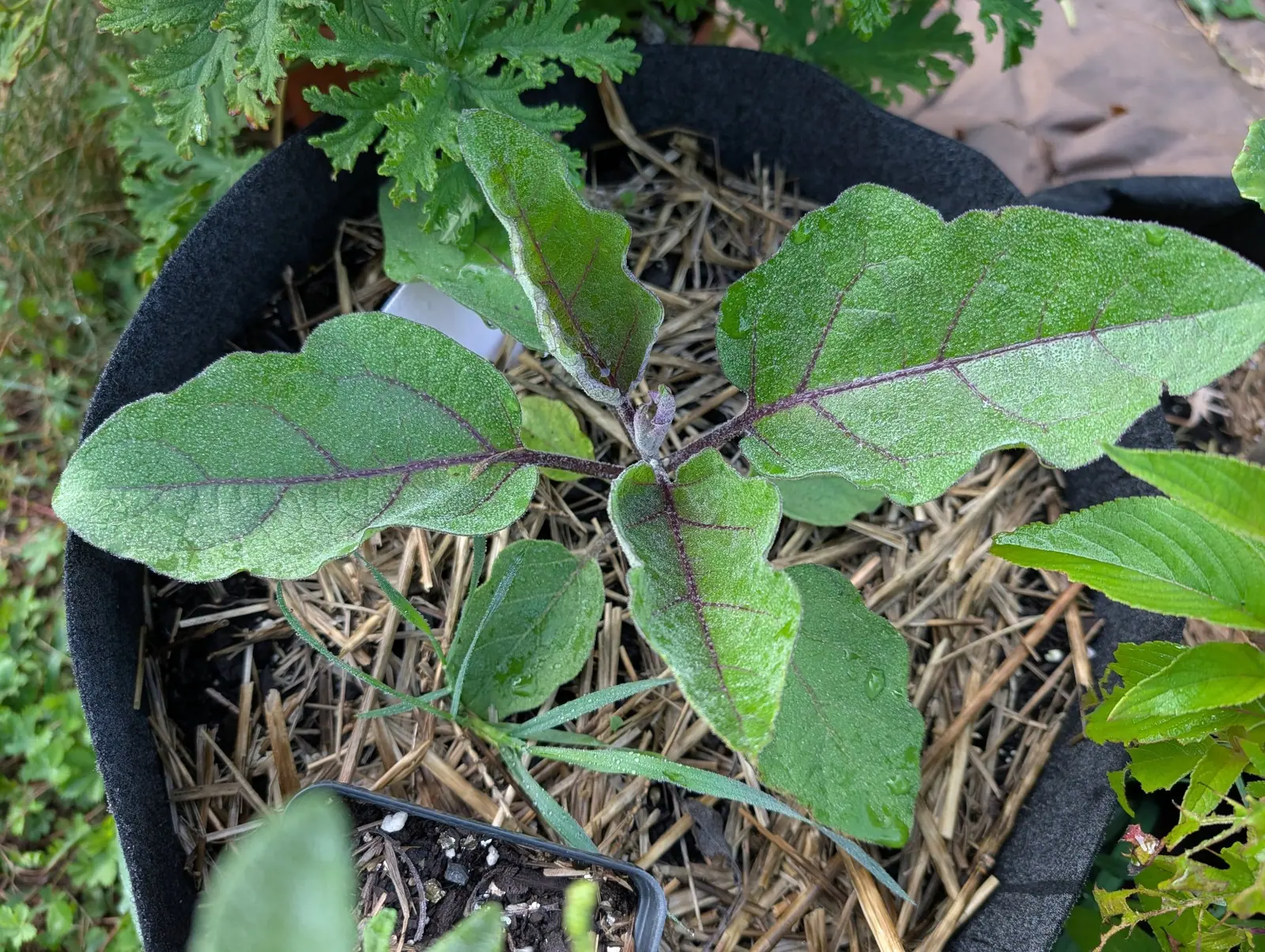 A Ping Tung Long eggplant on 31 July, eight leaves spread flat from one short stem, every blade frosted gray-green by a scurf of tiny silvery star-points with the midribs running deep purple-maroon through it, and one leaf smeared chalky on top.