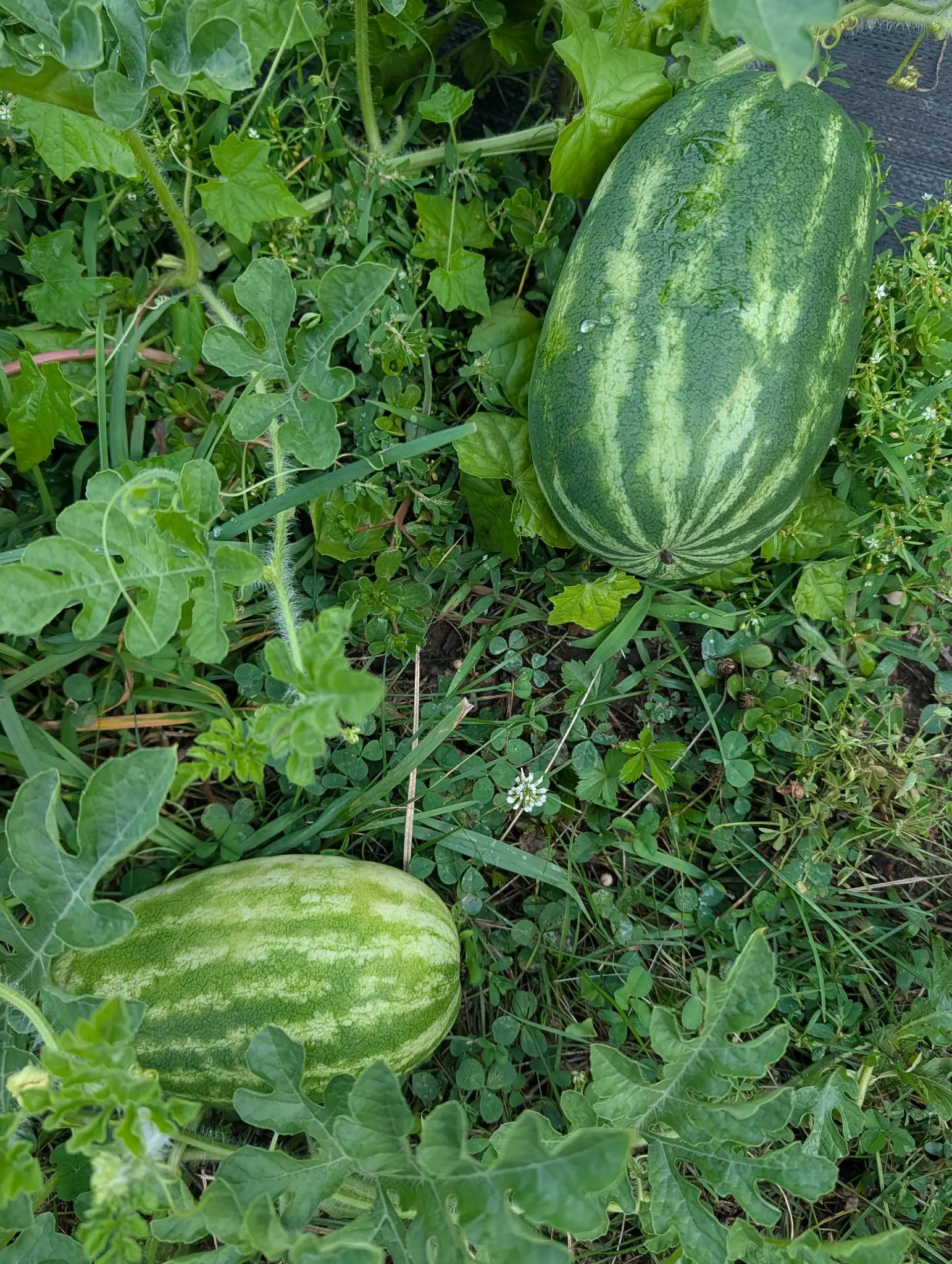 Two Tender Sweet Orange watermelons on 31 July lying right down in a mat of clover and chickweed that has closed over the vine, each barrel-shaped and banded lengthwise, every stripe stippled with a fine net of its own, in flat damp light.