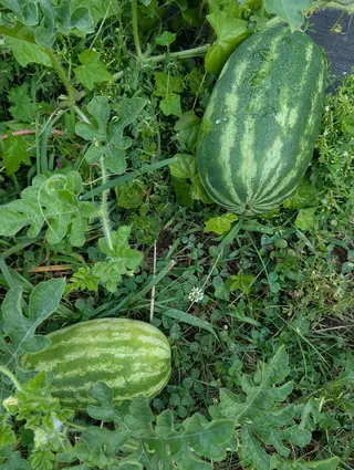 Two Tender Sweet Orange watermelons on 31 July lying right down in a mat of clover and chickweed that has closed over the vine, each barrel-shaped and banded lengthwise, every stripe stippled with a fine net of its own, in flat damp light.