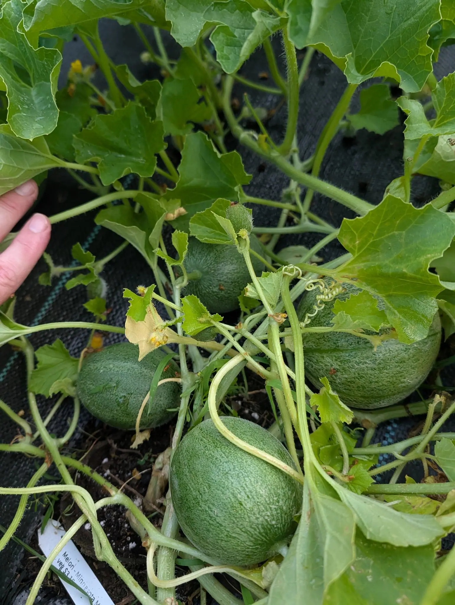 Four young melons bunched on one runner on 31 July, mottled dark over pale and still furred with fine white hair that stands off the rind, the smallest of them yet holding its shriveled flower, and two fingers reaching in to hold the leaves back.