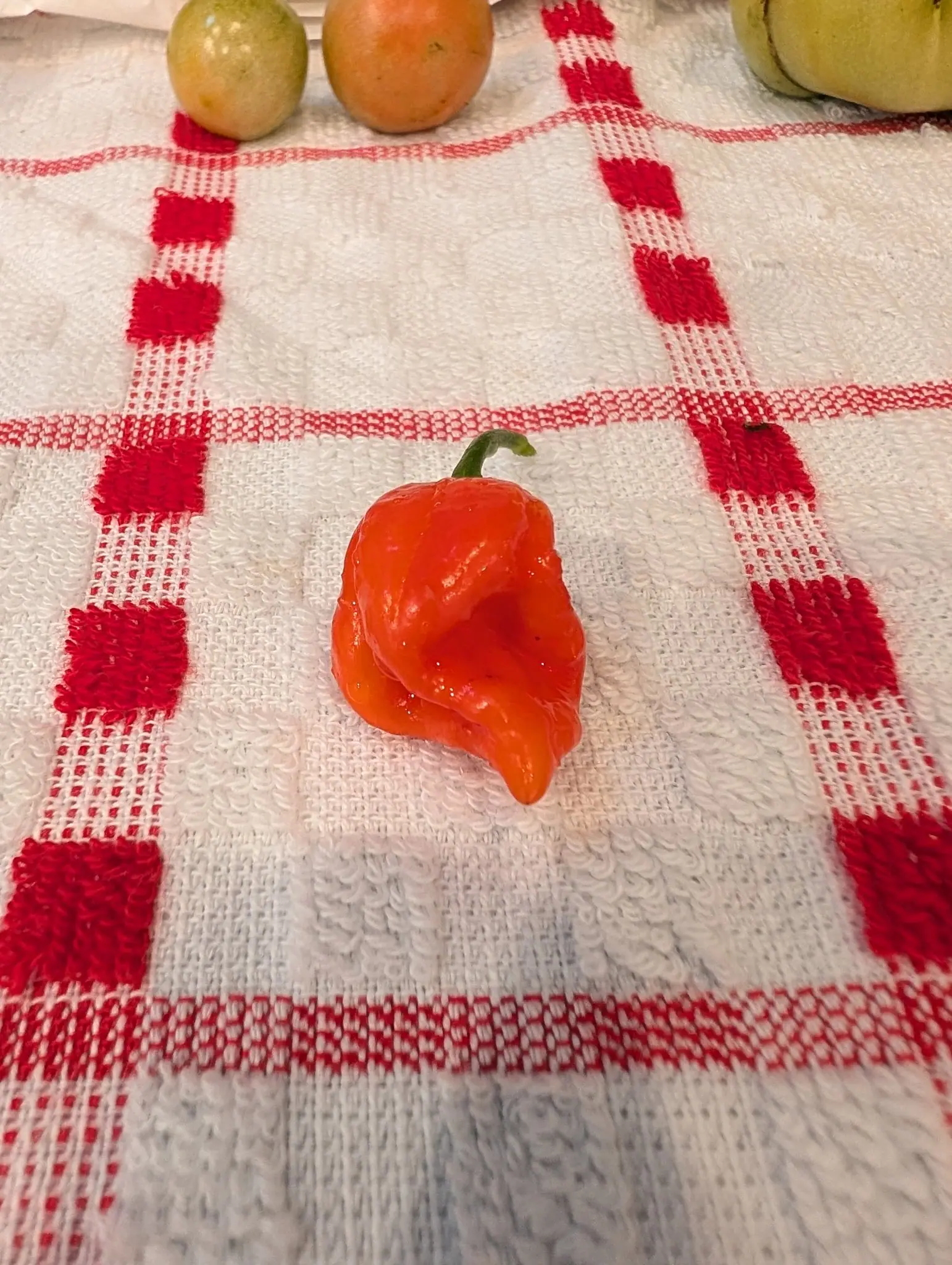A Ghost chili picked on 2 August, fully orange-red now and folded into deep creases and rounded lumps, its shoulder pinched and its nose drawn out into a short blunt beak that curves away, glinting hard under warm indoor light on checked cotton.