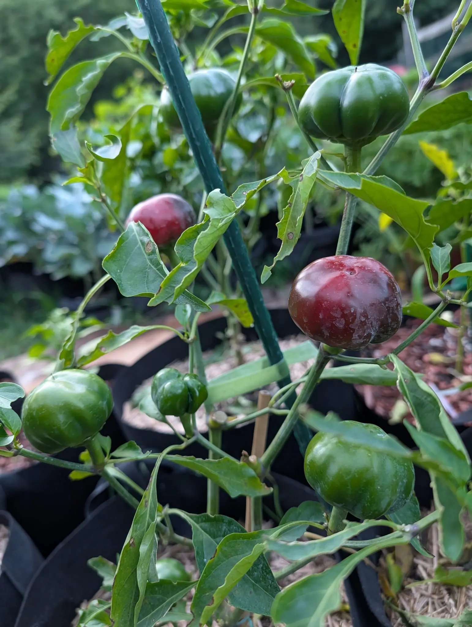 Cherry Stuffer peppers on 3 August, each ribbed into pumpkin lobes with a dark point at the crown and standing upright on its stalk, four still green while two have gone maroon-red over purple-brown, chalky splash marks dried hard-edged across them.