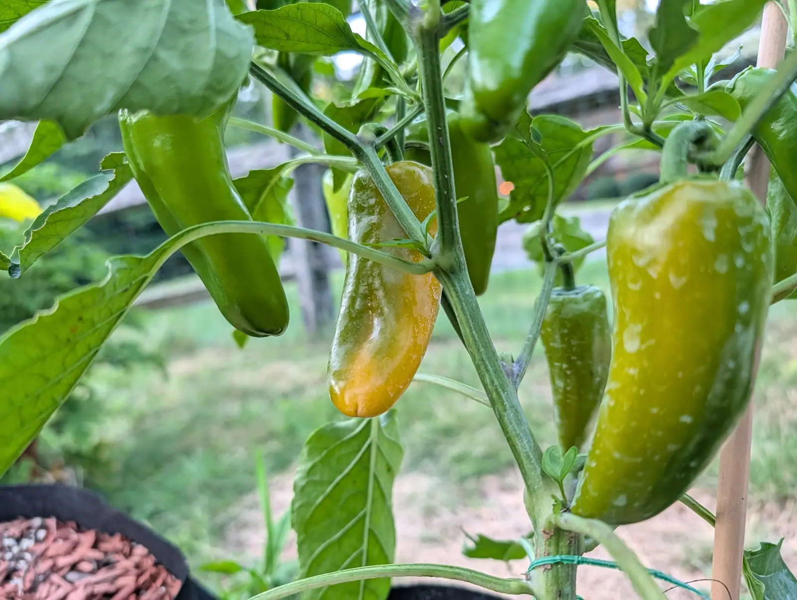 Pick-N-Pop Yellow peppers on 3 August ripening from the tip upward rather than the shoulder, one already gold and orange halfway up while three stay green, dried white droplet-blobs standing on their skins, everything behind them melted to soft color.