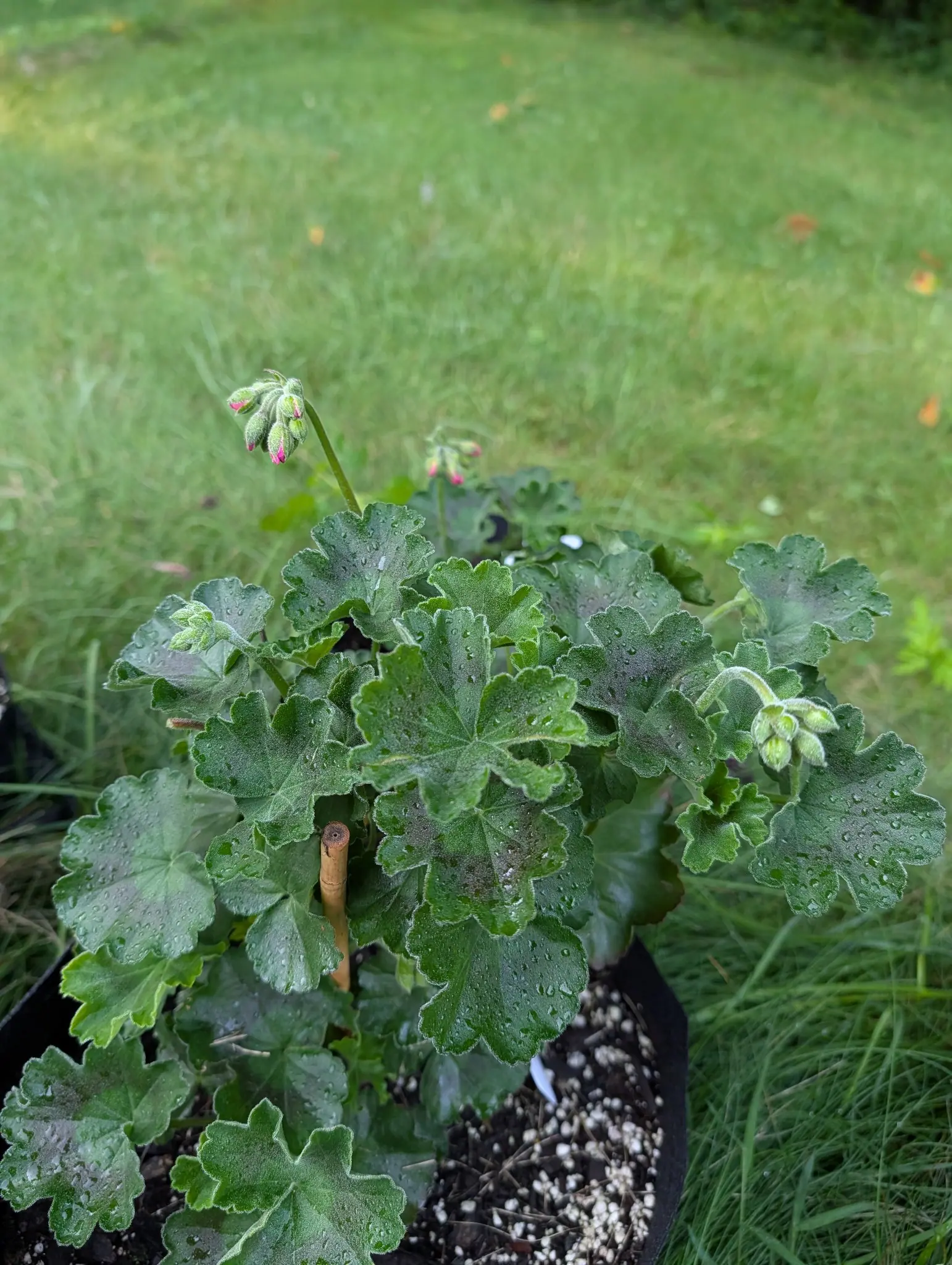 A geranium on 4 August held entirely in bud, four umbels standing clear of the foliage with a magenta petal tip just breaking out of the bottom of each hairy calyx and not one flower open yet, the whole velvety plant beaded after rain.