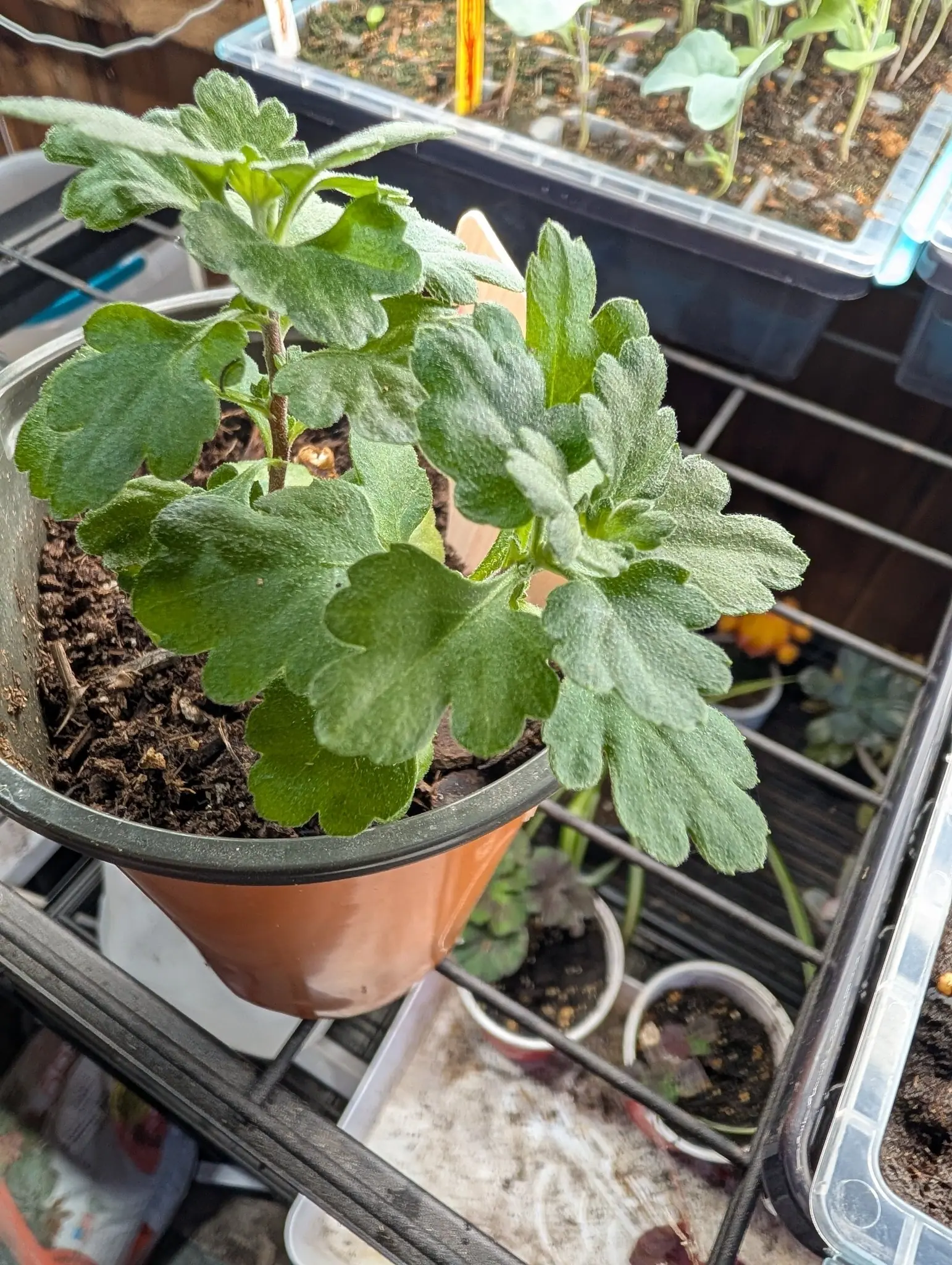 A young plant on 4 August with nothing in flower to place it, gray-green leaves cut into blunt rounded lobes and downy all over with fine appressed hair on three woody stems, under warm low light with a bench of propagation trays soft behind it.