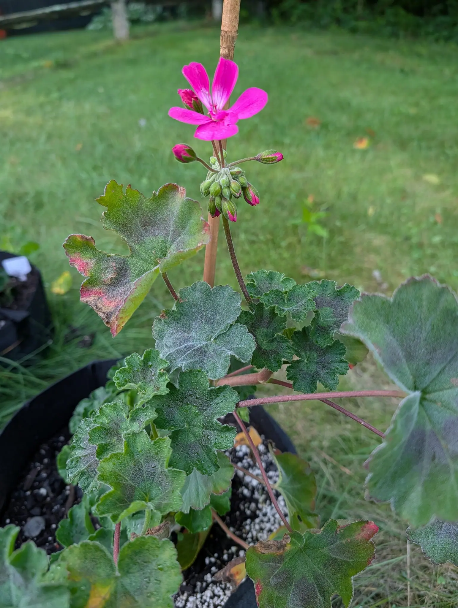 A geranium on 4 August with one flower open above fifteen buds, two narrow upper petals veined dark magenta out of white bases and three plain broader ones below, its leaves gray-white not from any dusting but from their own standing hair, wet through.
