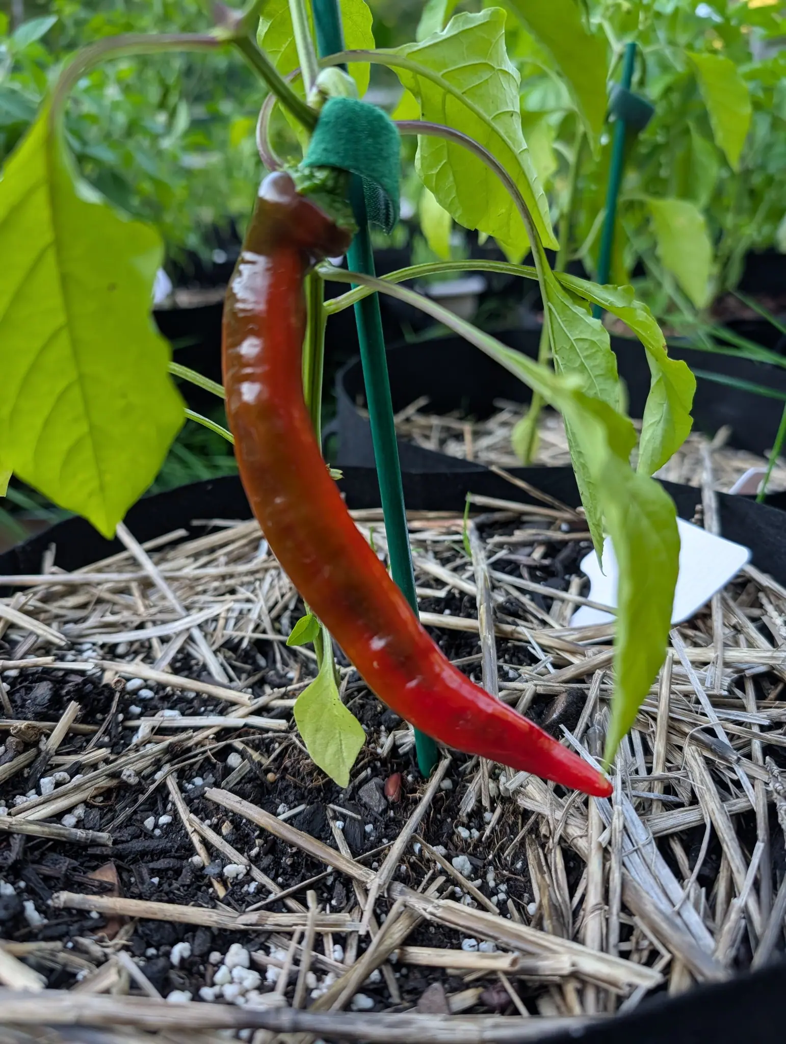 A Cayenne Blend chili on 3 August ripening tip-first, clear scarlet at the point, orange-red through the middle and still dull olive-brown at the shoulder, hanging in one smooth arc with the leaves above it burned out to yellow-green in brighter light.