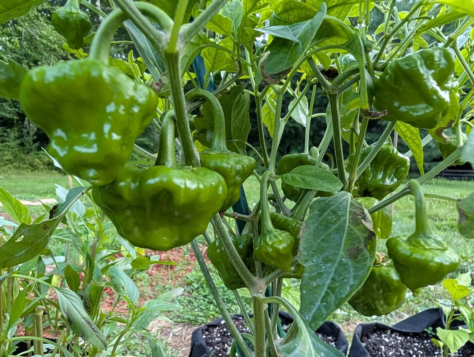 A dozen Jamaican Yellow Mushroom peppers on 3 August, all still green, each a squat flattened lantern creased down its sides to a lobed uneven rim and hanging off a stalk that arches right over, the pale marks on the nearest one only the gloss catching flat light.