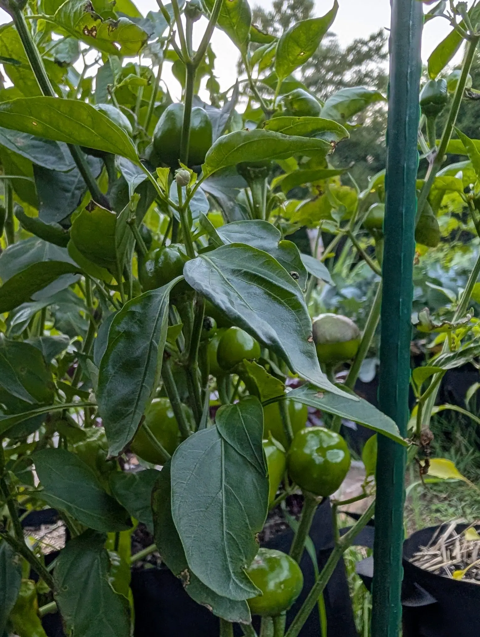 Red Mini Bell peppers on 3 August, fifteen small flattened globes hanging green among the leaves, and on one of them a chalky coating stops halfway down in a hard tide-line with clean green below it, the big leaf behind filmed to the same smear edge.