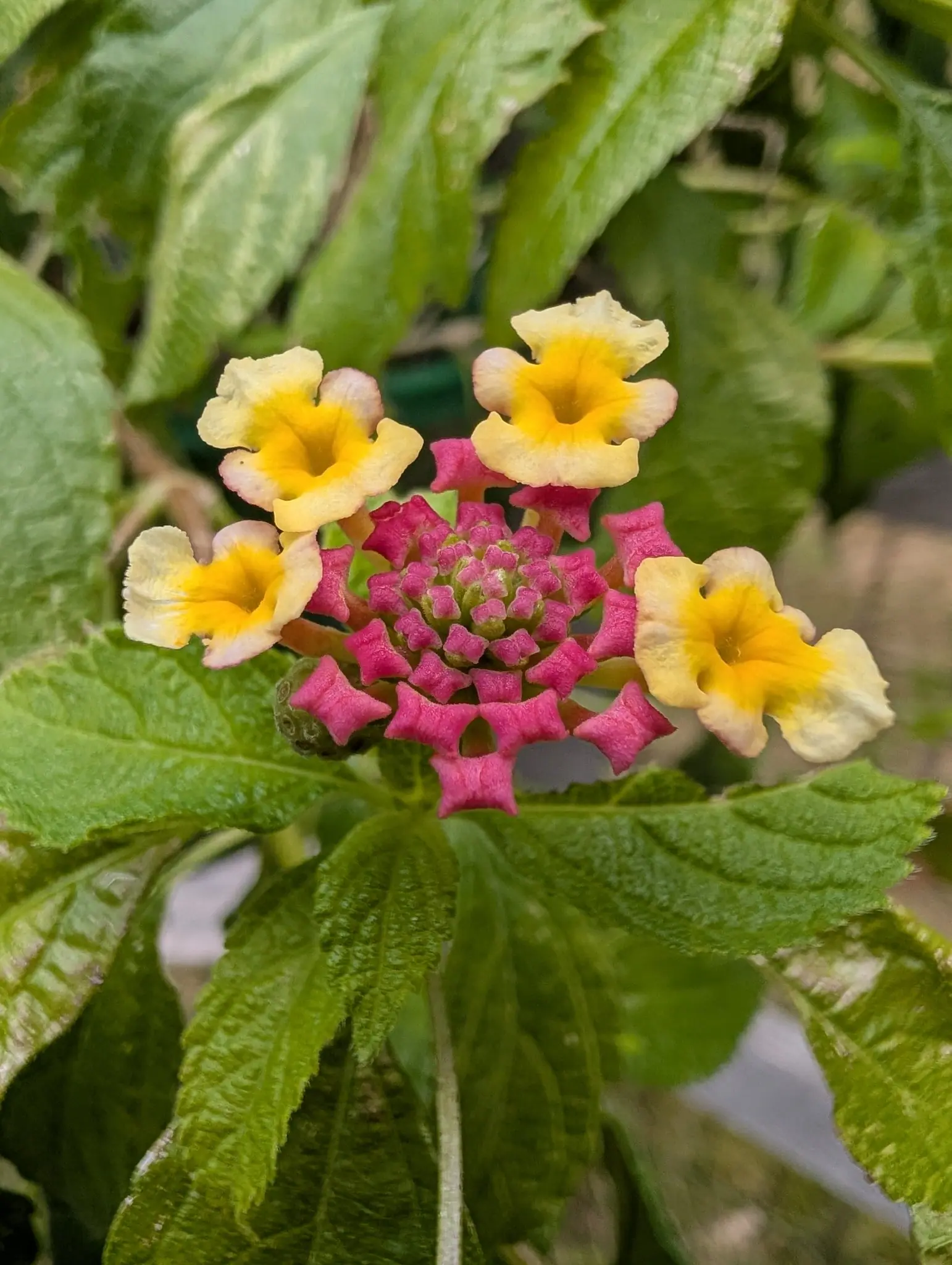 A lantana head on 3 August reading outward in three colors at once, cream trumpets with gold throats fully open on the rim, a band of shut magenta crosses inside them and a knot of green bud at the core, on leaves pebbled between sunken veins.