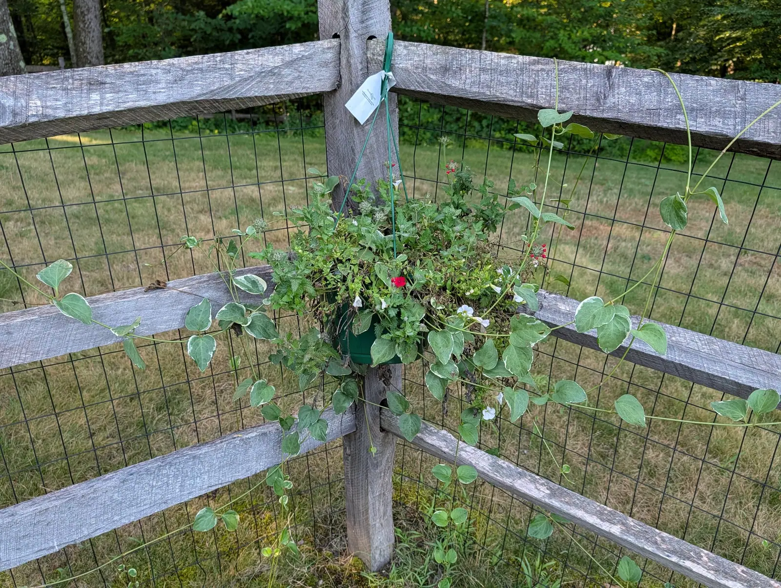 Three plants sharing one basket on 4 August and already late in the display, white funnels, tight clusters of scarlet five-lobed blooms and a cream-margined vine running bare along the rails in both directions, in low evening light off a straw lawn.