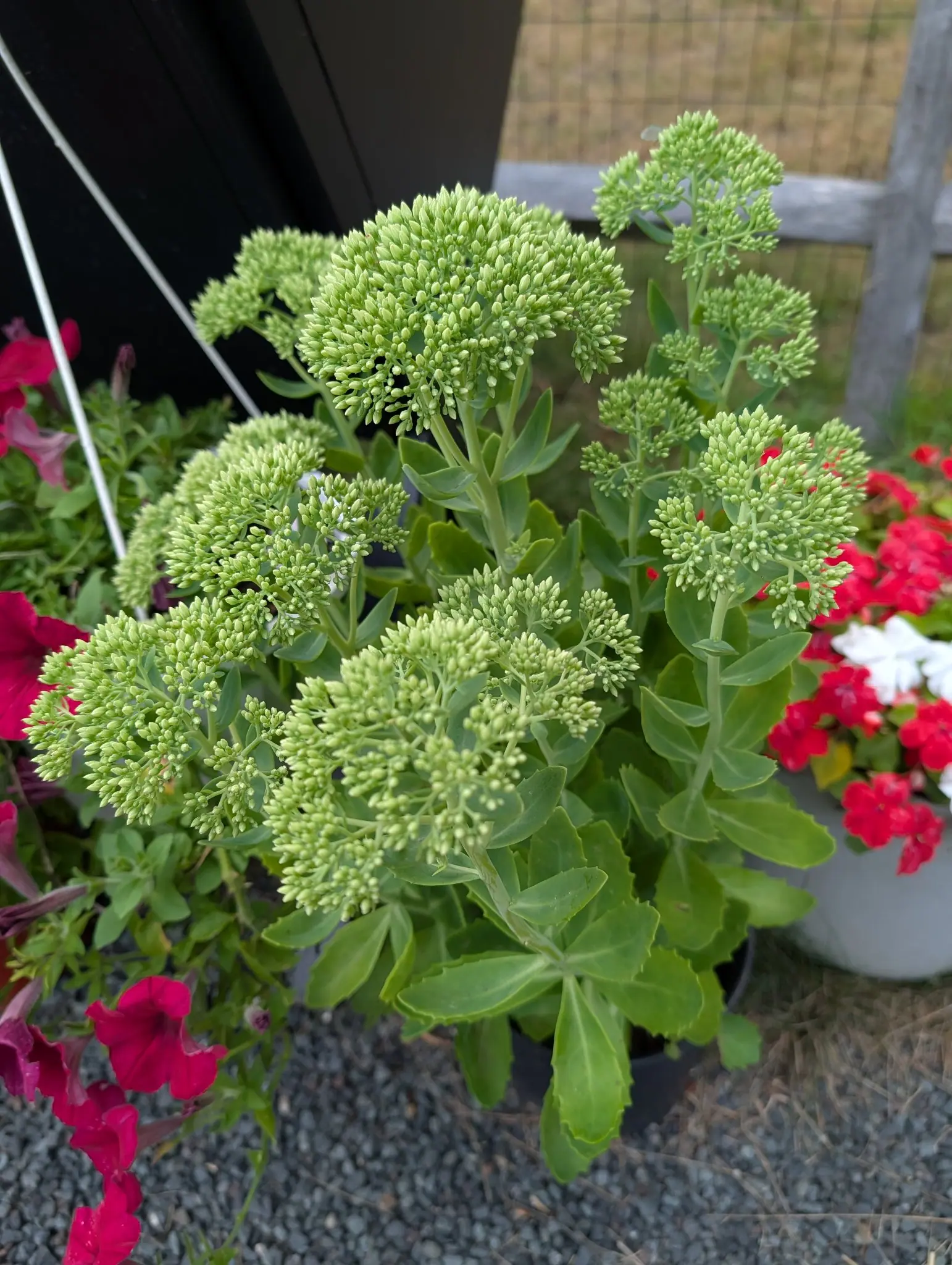 A Sedum spectabile on 5 August still wholly in bud, hundreds of pale chartreuse teardrops packed into flat domed heads with no petal color showing anywhere, blue-green whorled leaves bluntly toothed beneath them and one pale insect settled on a head.