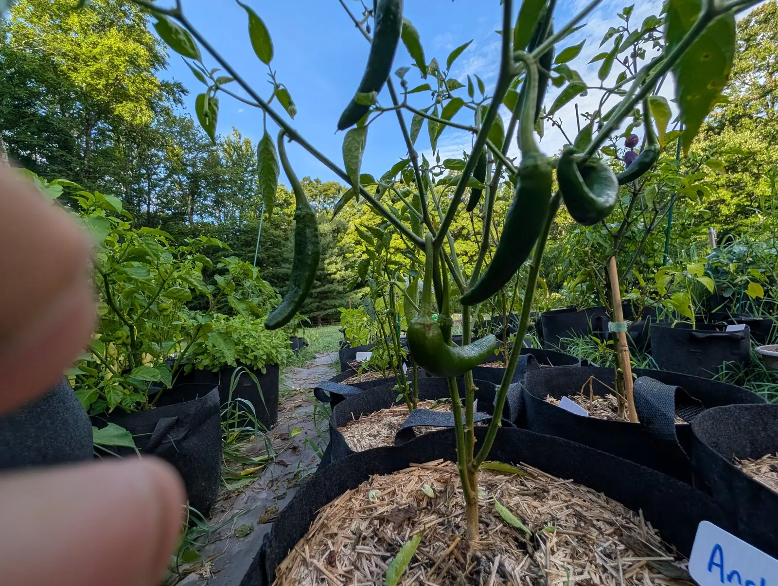 Long, slim peppers on 5 August shot from mulch level so the pods hang against clear blue, each swelling into a flat collar where its stalk meets the shoulder and some of them curled sharply at the tip, the largest elbow-curved, in low warm late-afternoon sun.