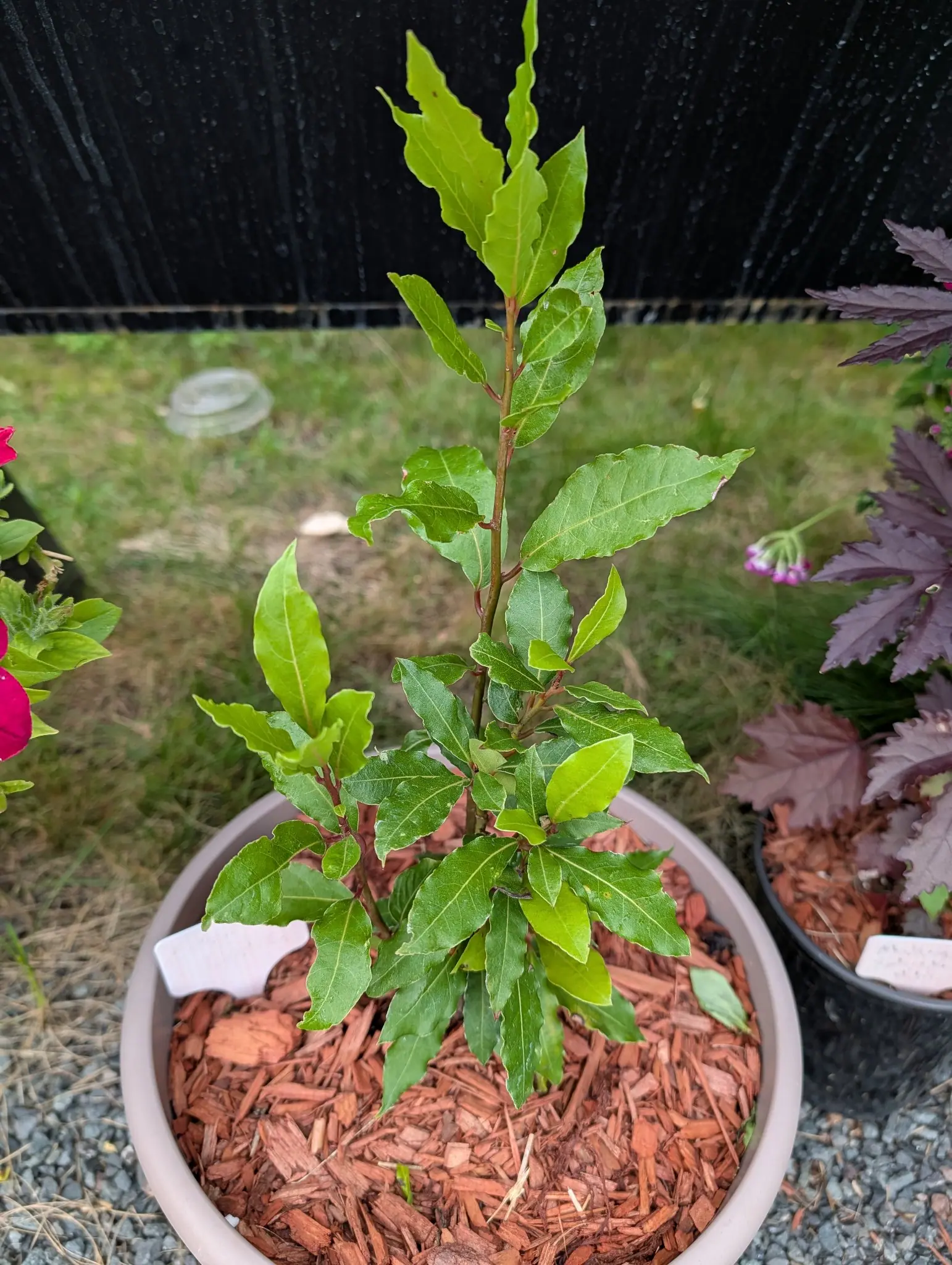 A Sweet Bay laurel on 5 August pushing a whole leading shoot of soft yellow-green out of dark matte older leaves, every one of them crimped and undulate at the margin, rain-wet under flat gray light with magenta petunia crowding in from the left.